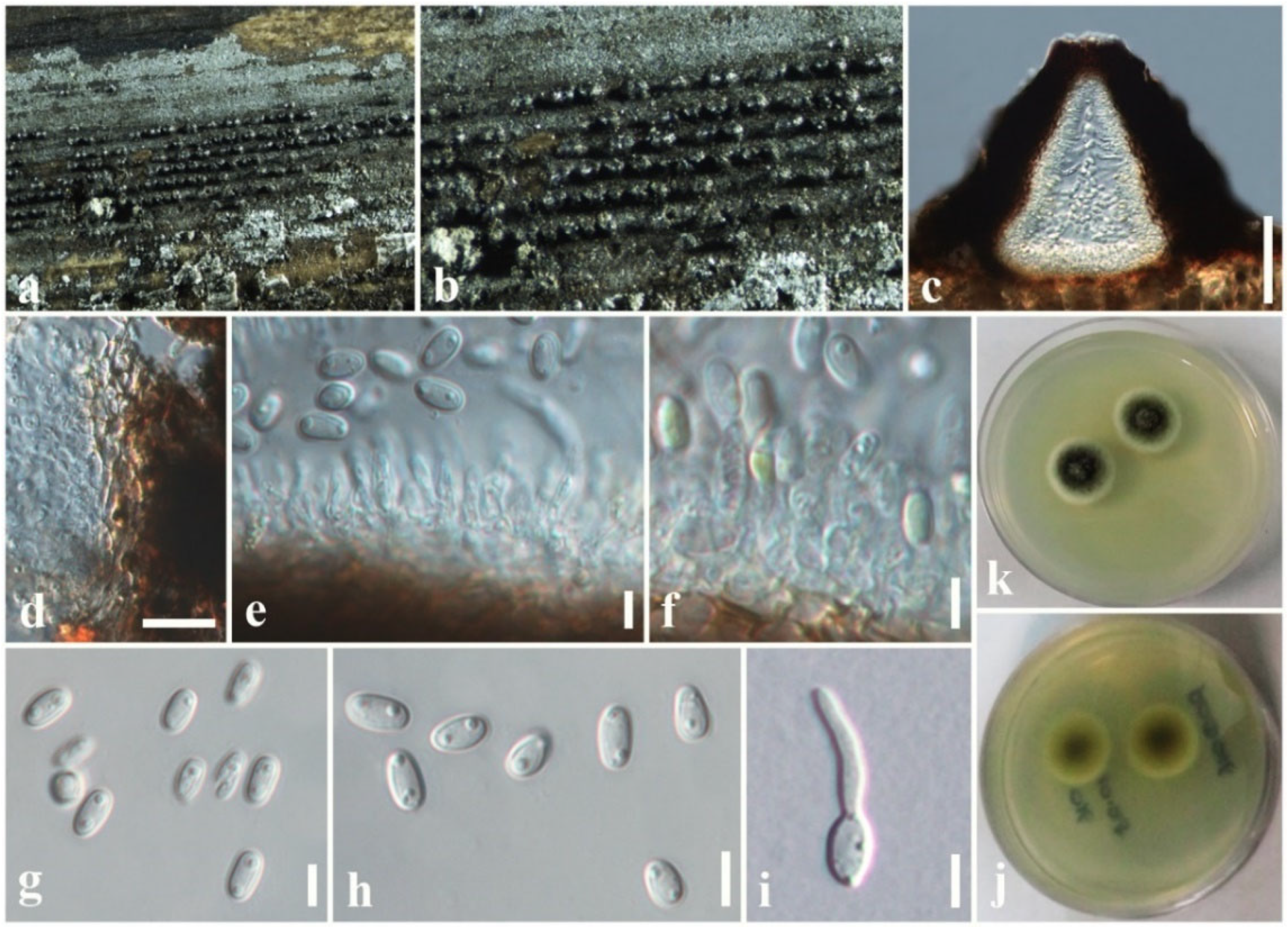 Jof 08 01094 g009 Jof 08 01094 g009