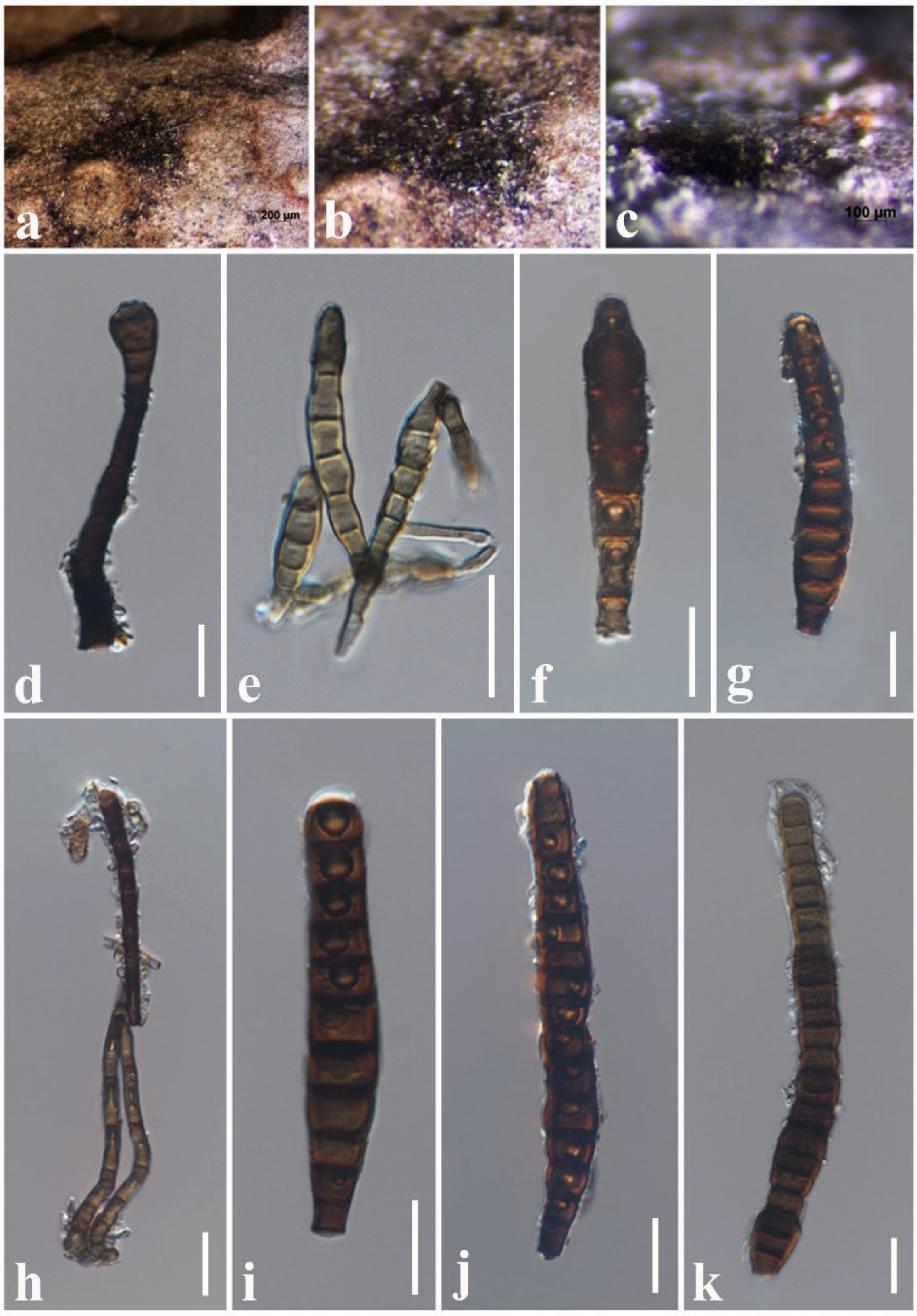 Jof 08 01094 g011 Jof 08 01094 g011