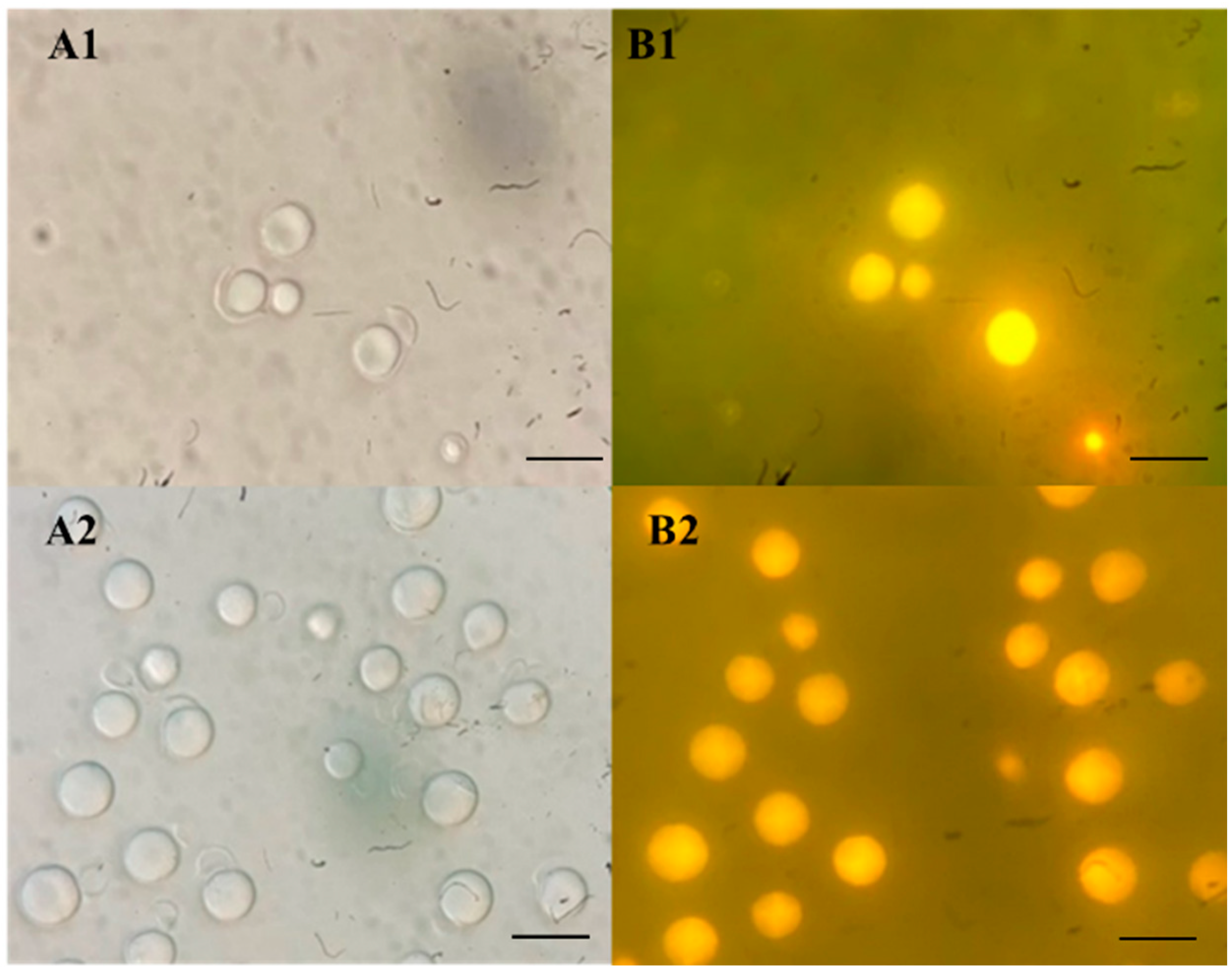 Jof 08 01100 g004 Jof 08 01100 g004