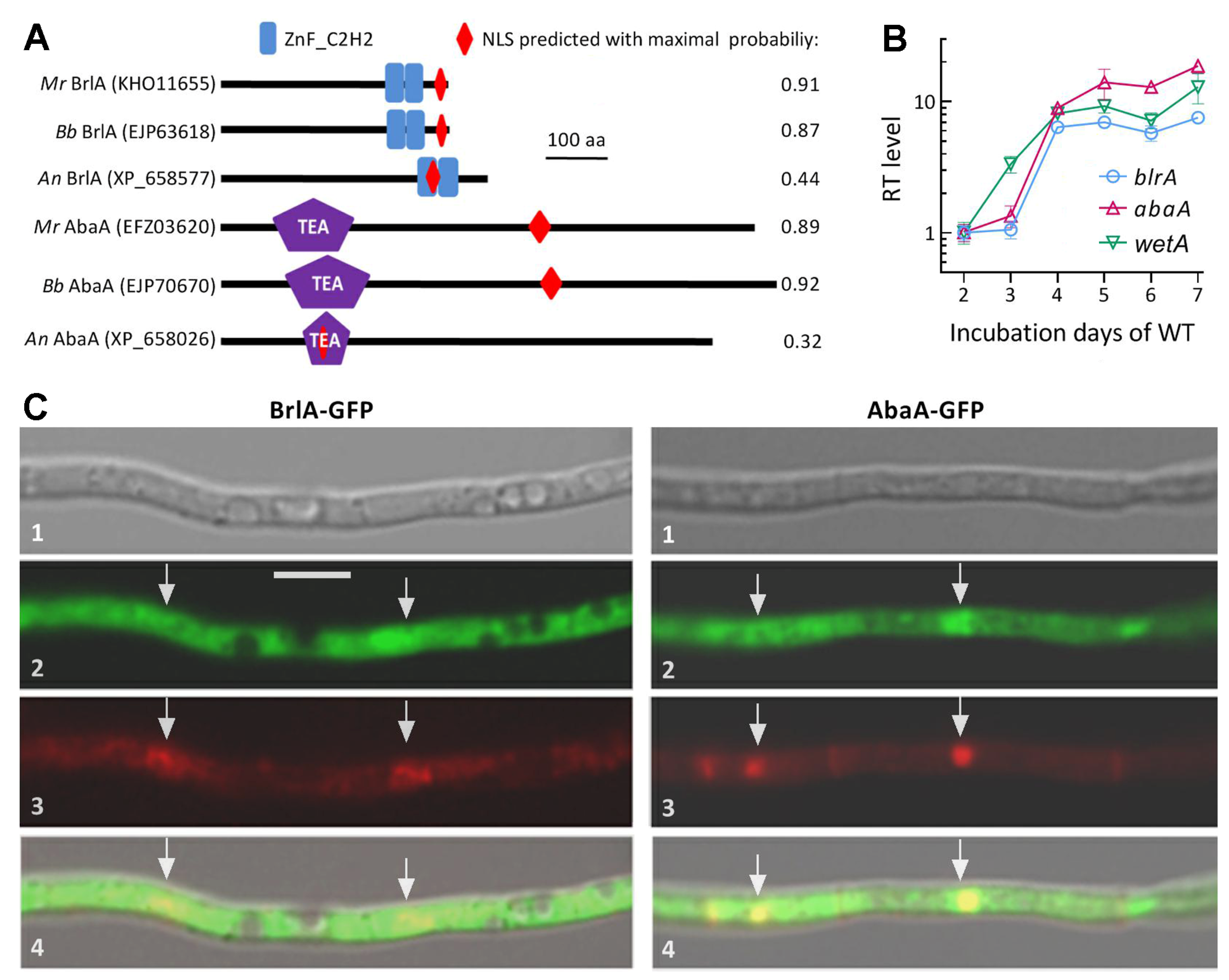 Jof 08 01110 g001 Jof 08 01110 g001