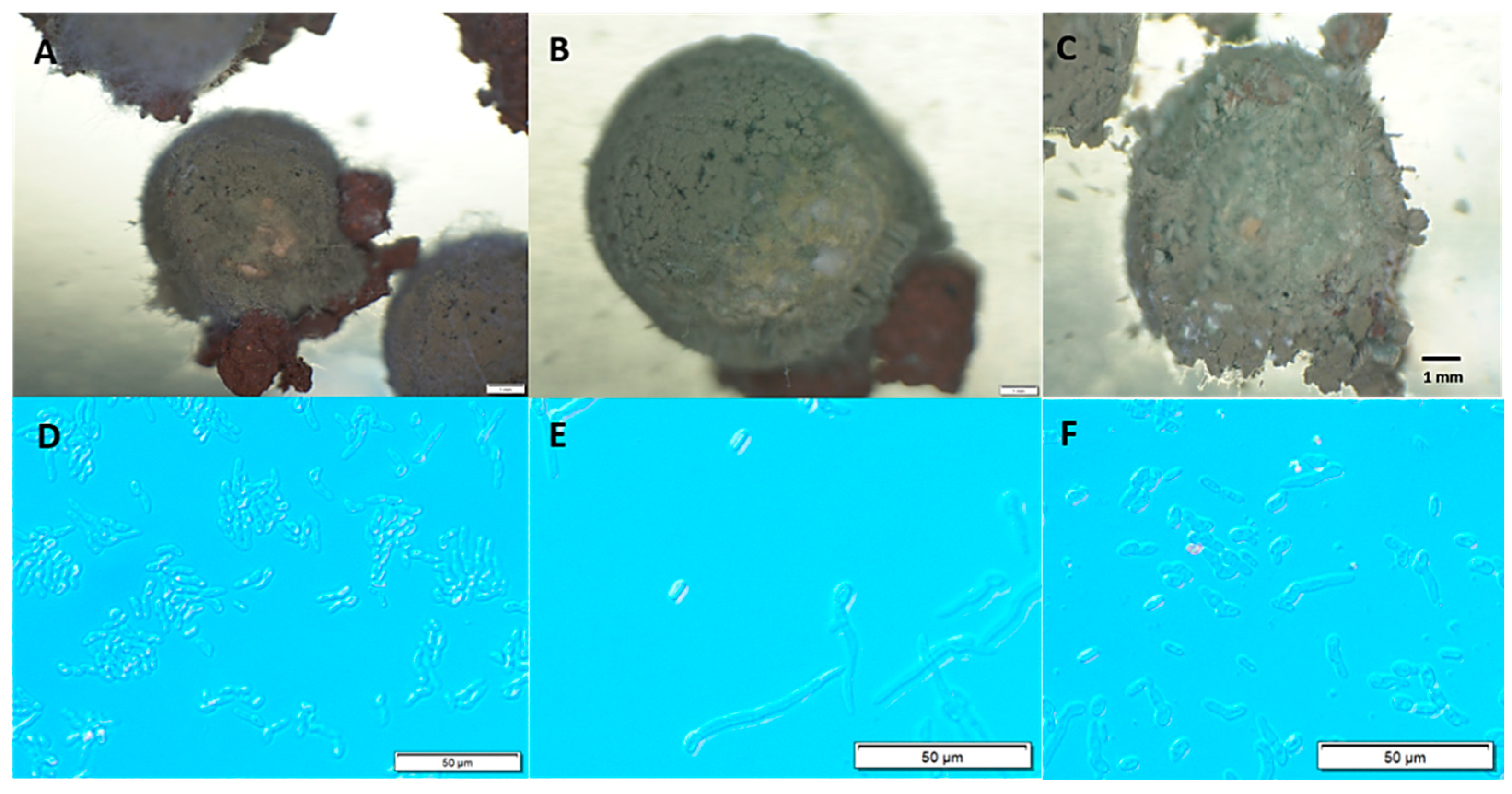 Jof 08 01114 g005 Jof 08 01114 g005