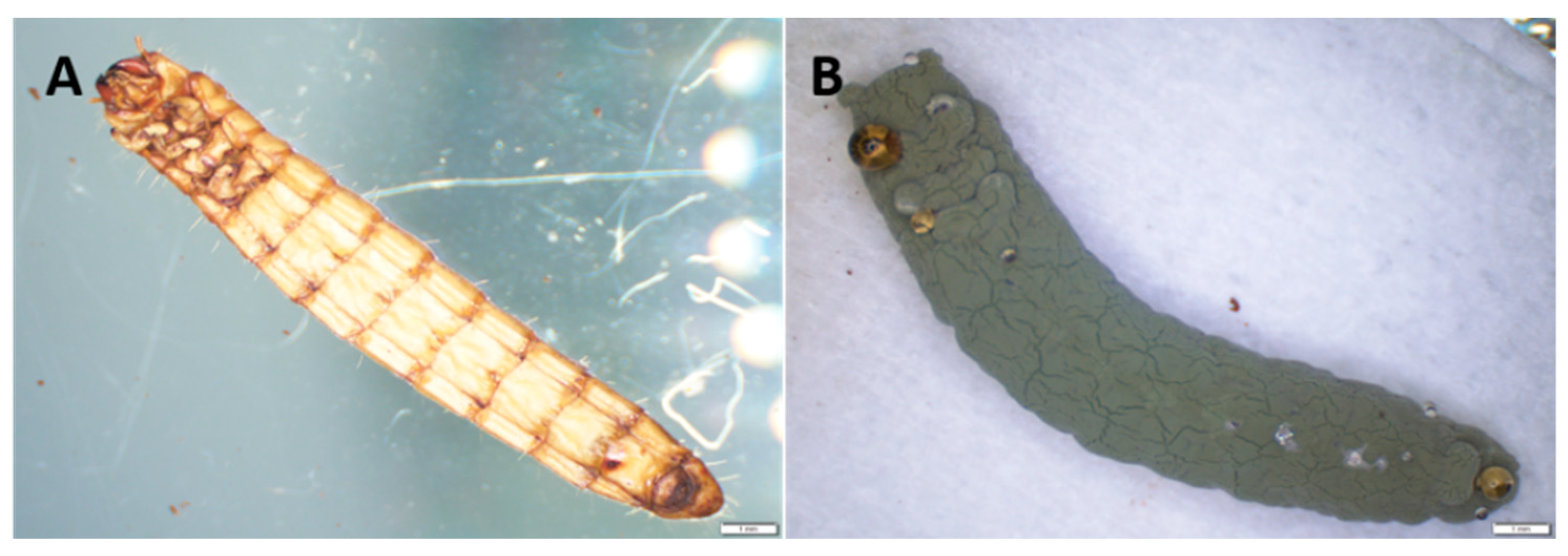 Jof 08 01114 g007 Jof 08 01114 g007