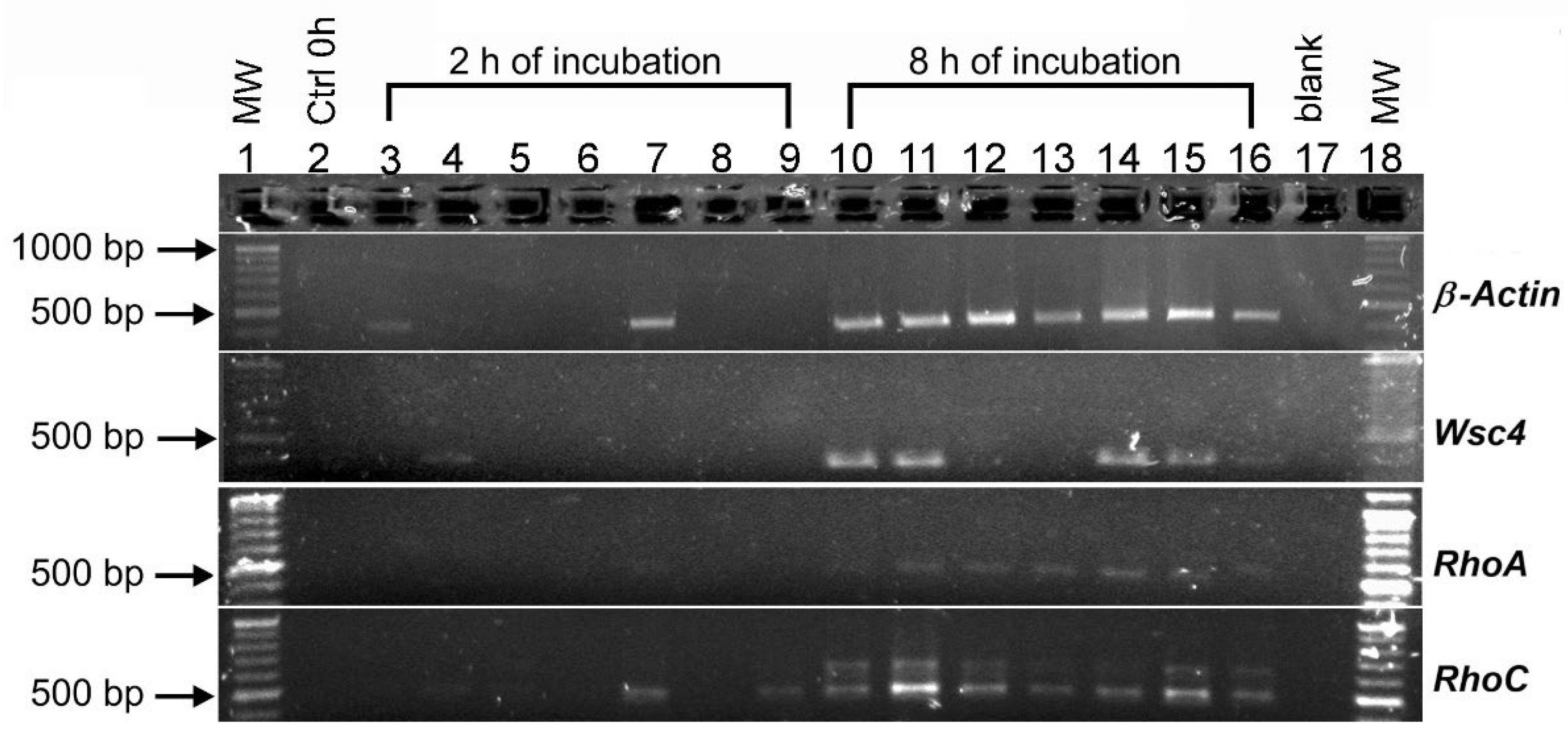 Jof 08 01117 g007 Jof 08 01117 g007