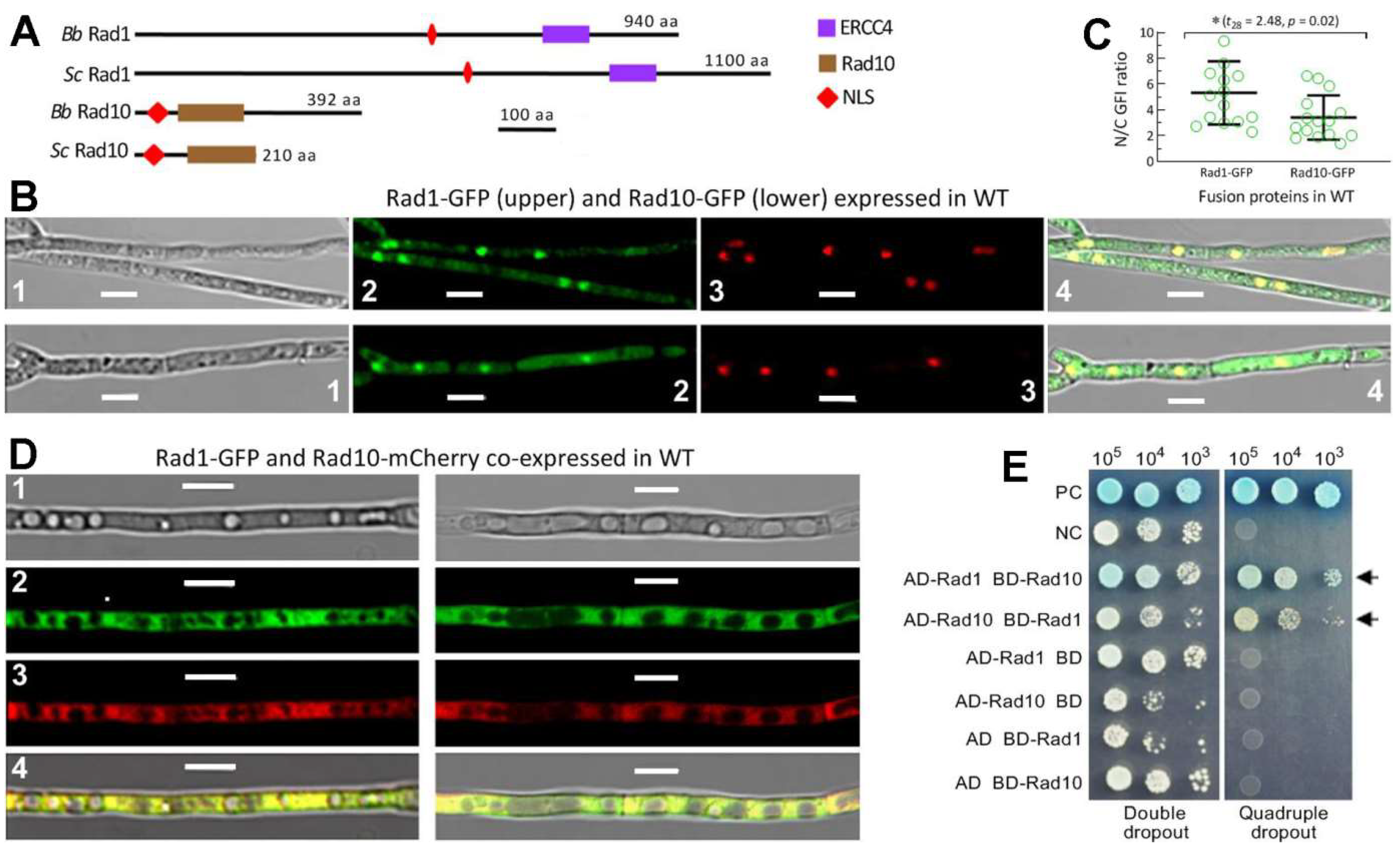 Jof 08 01124 g001 Jof 08 01124 g001