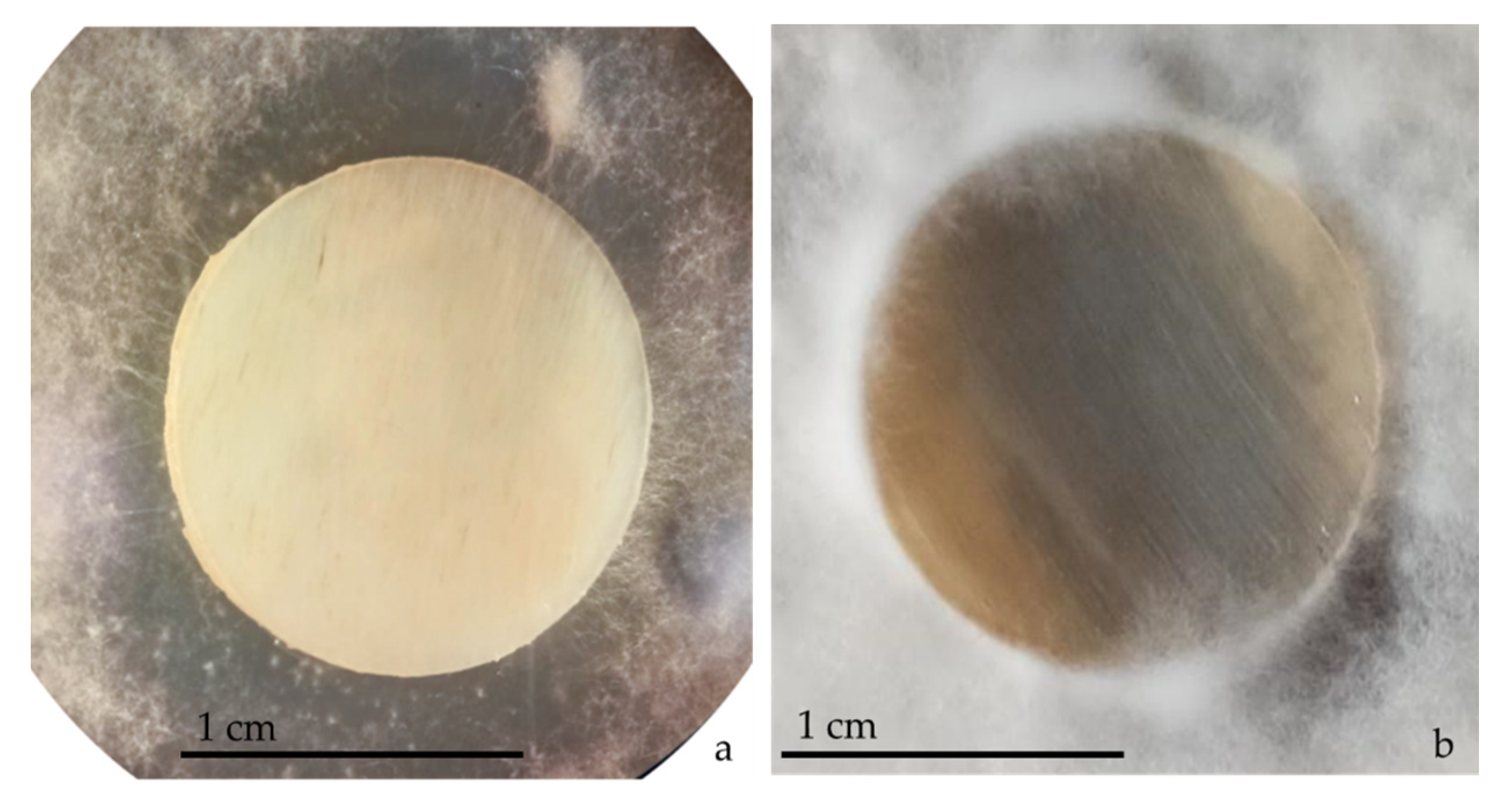 Jof 08 01133 g005 Jof 08 01133 g005