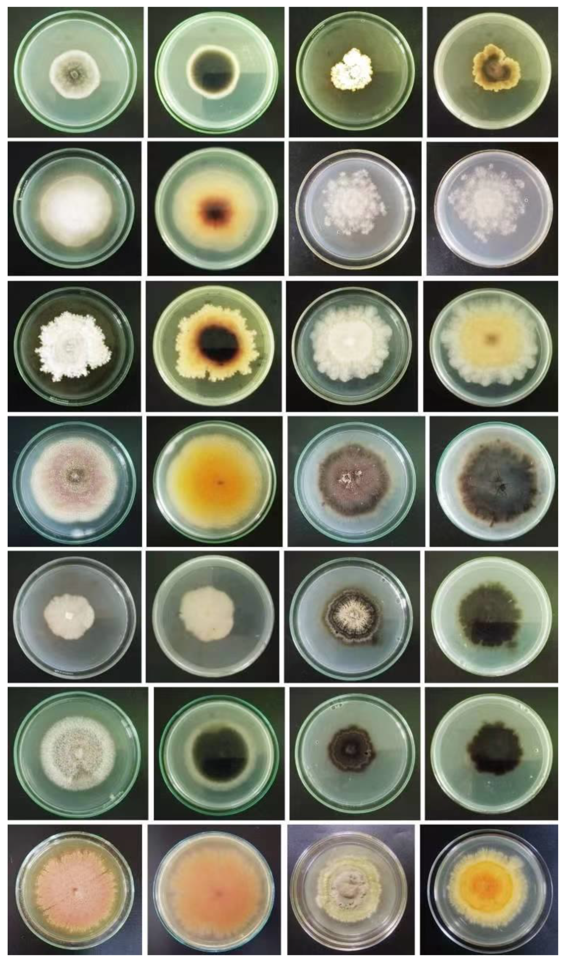 Jof 08 01141 g007 Jof 08 01141 g007