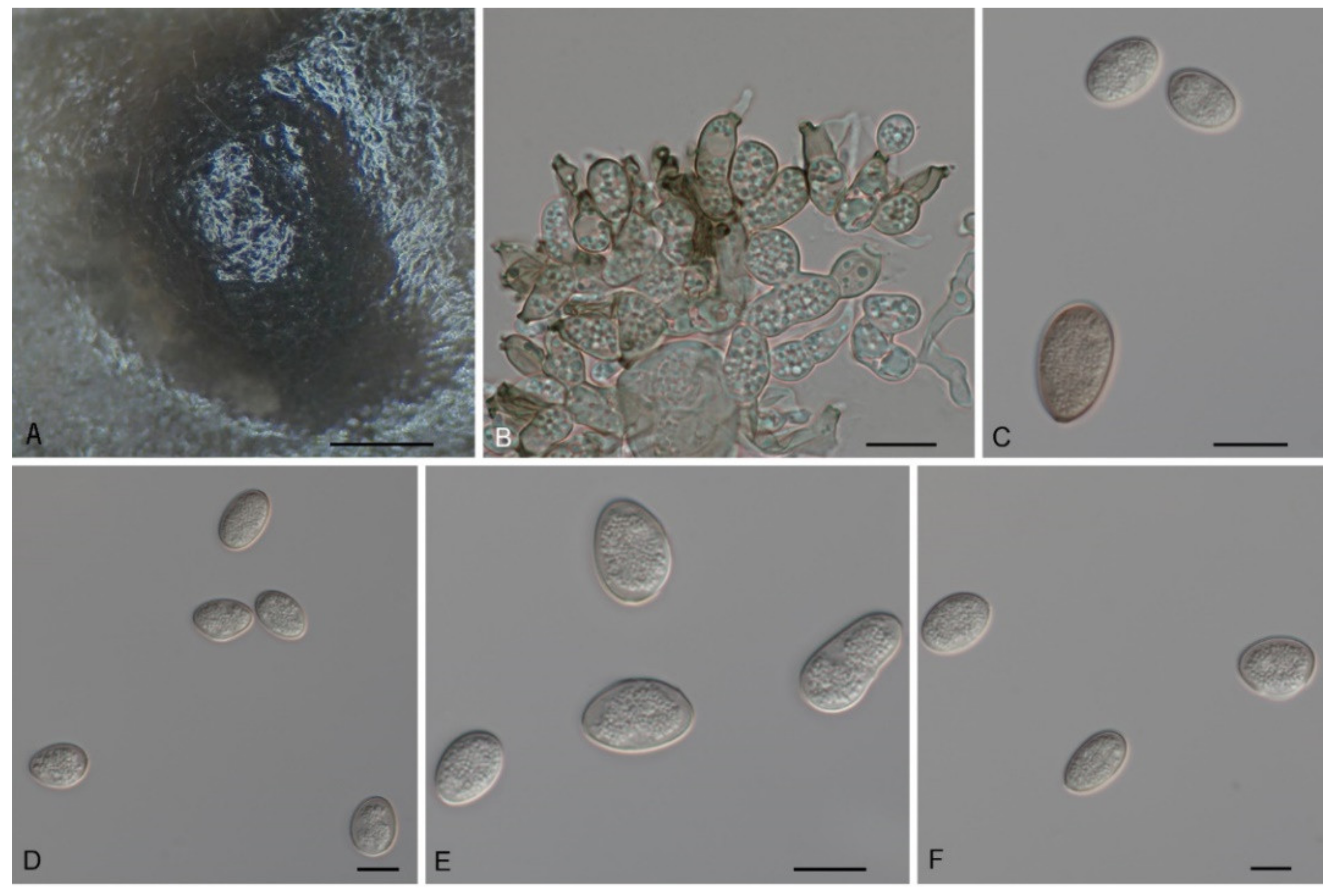 Jof 08 01143 g006 Jof 08 01143 g006