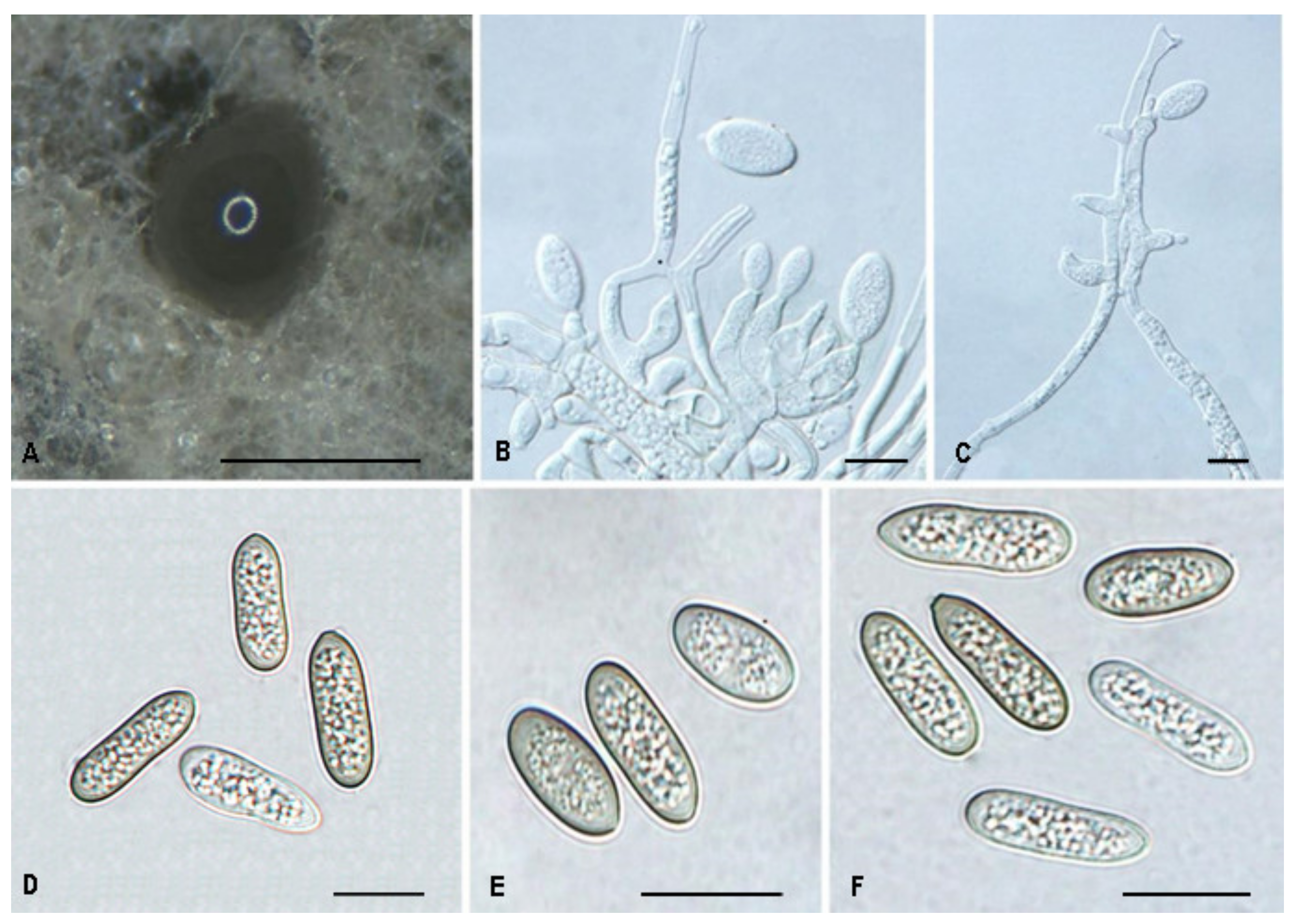 Jof 08 01143 g008 Jof 08 01143 g008