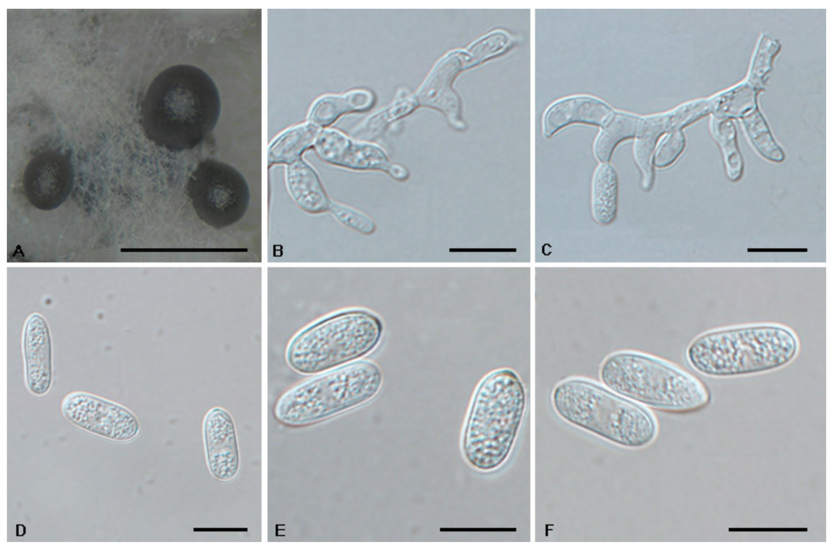 Jof 08 01143 g009 Jof 08 01143 g009
