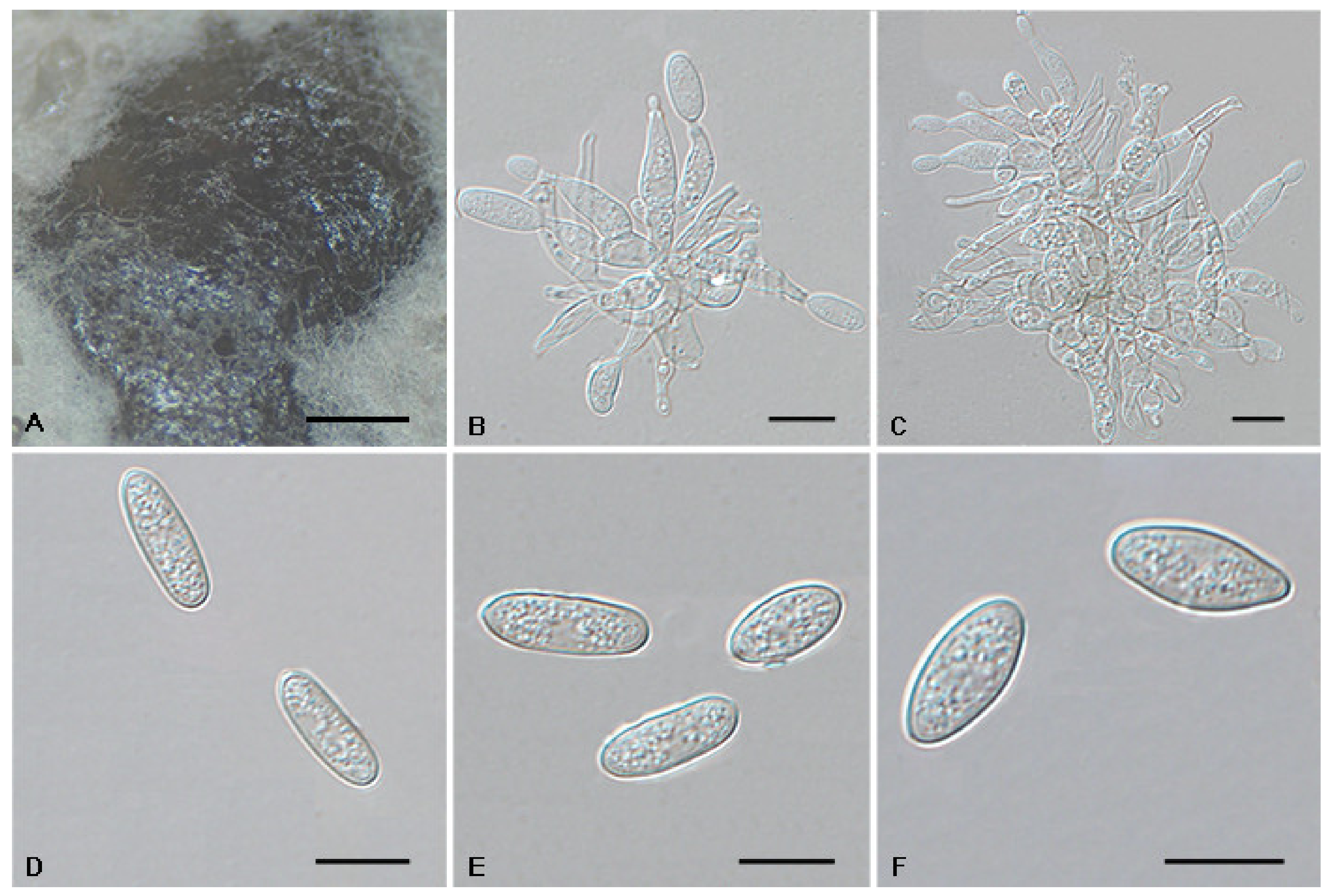 Jof 08 01143 g011 Jof 08 01143 g011