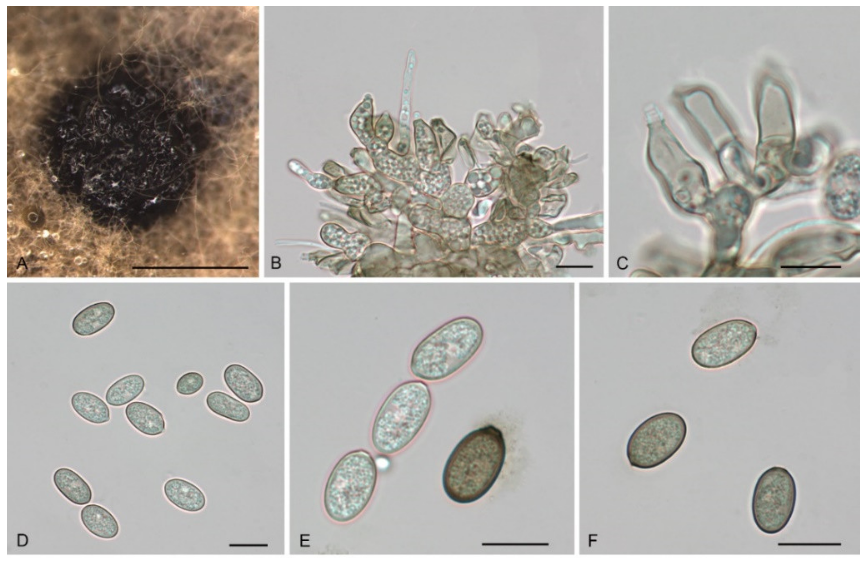 Jof 08 01143 g012 Jof 08 01143 g012