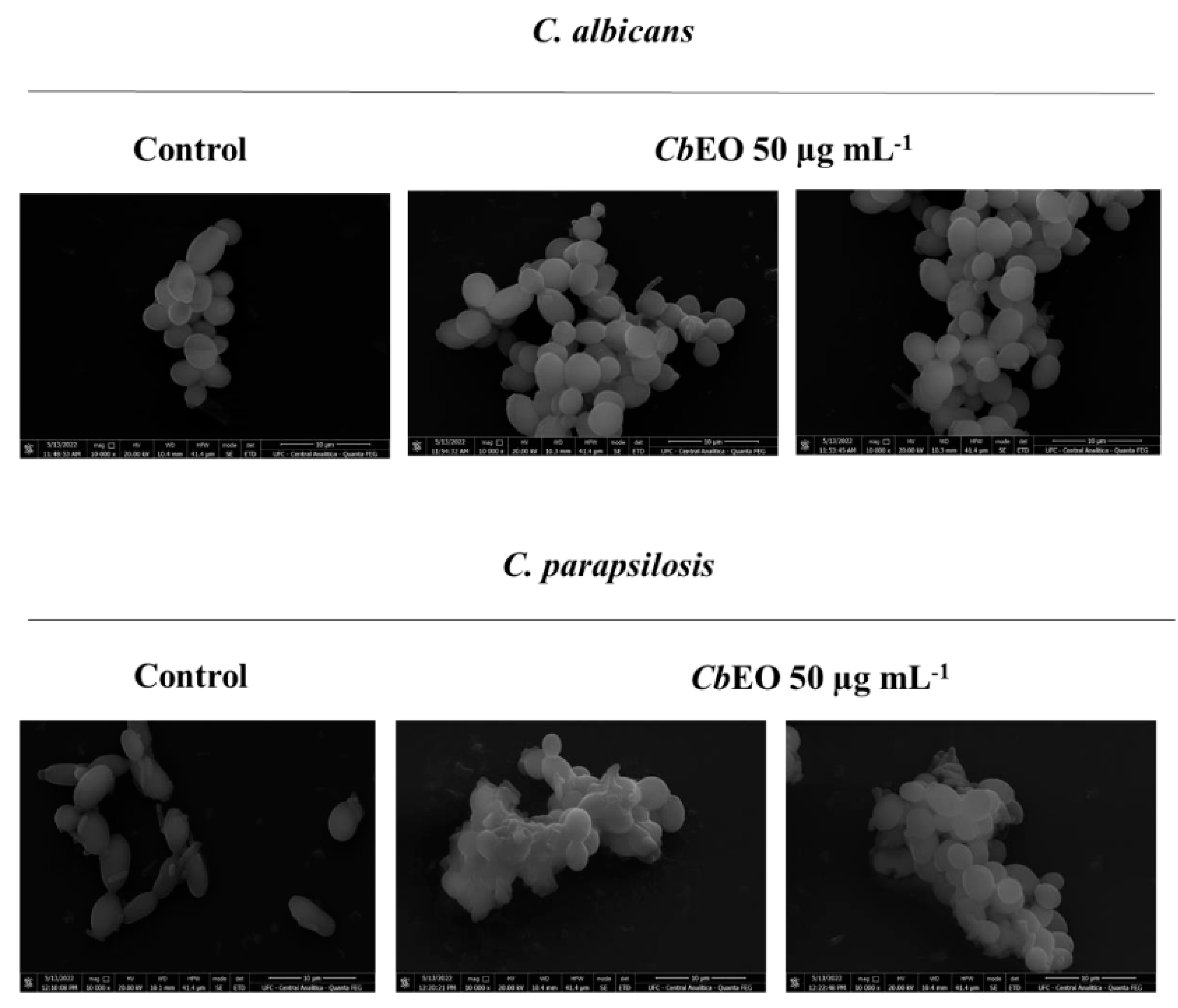 Essential oil from leaves of Croton blanchetianus Baill does not