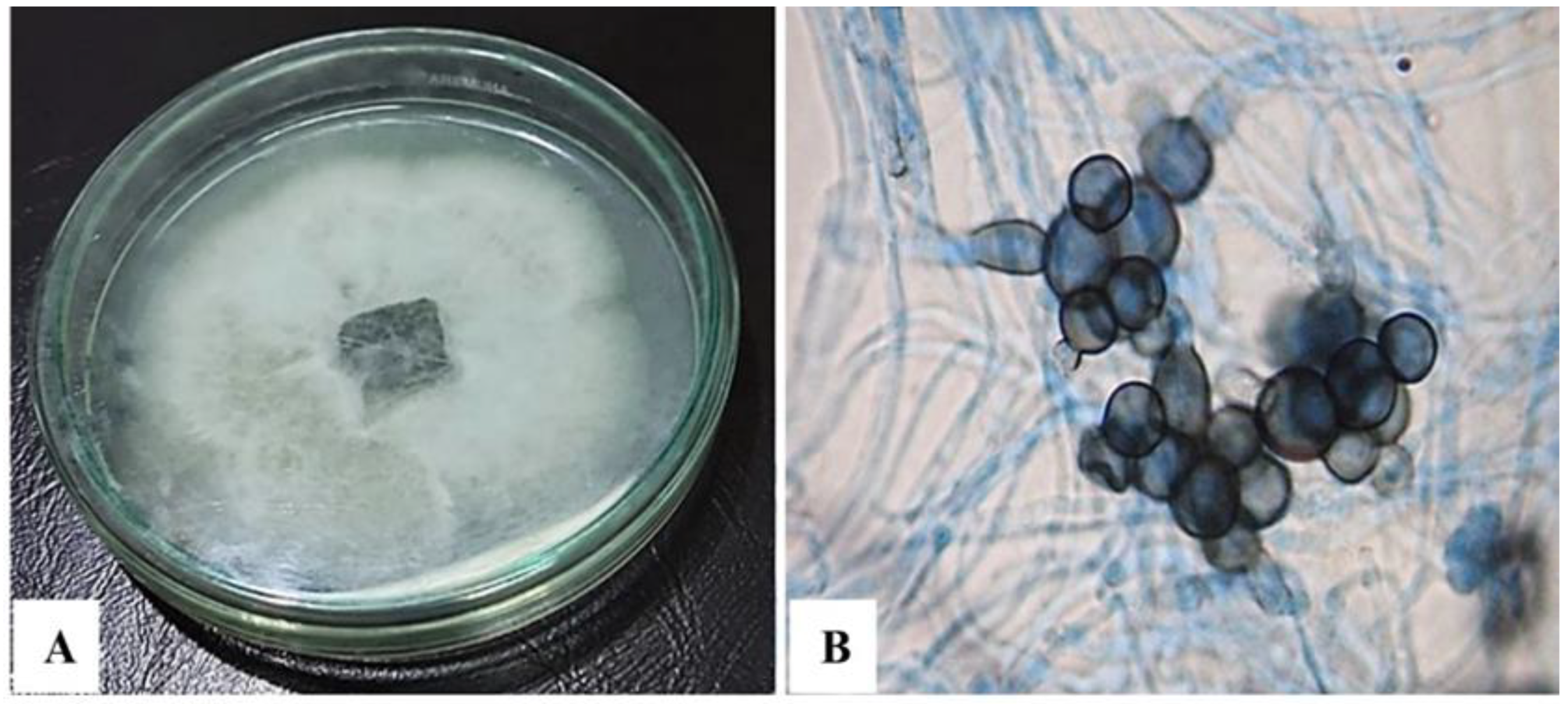 Jof 08 01149 g002 Jof 08 01149 g002