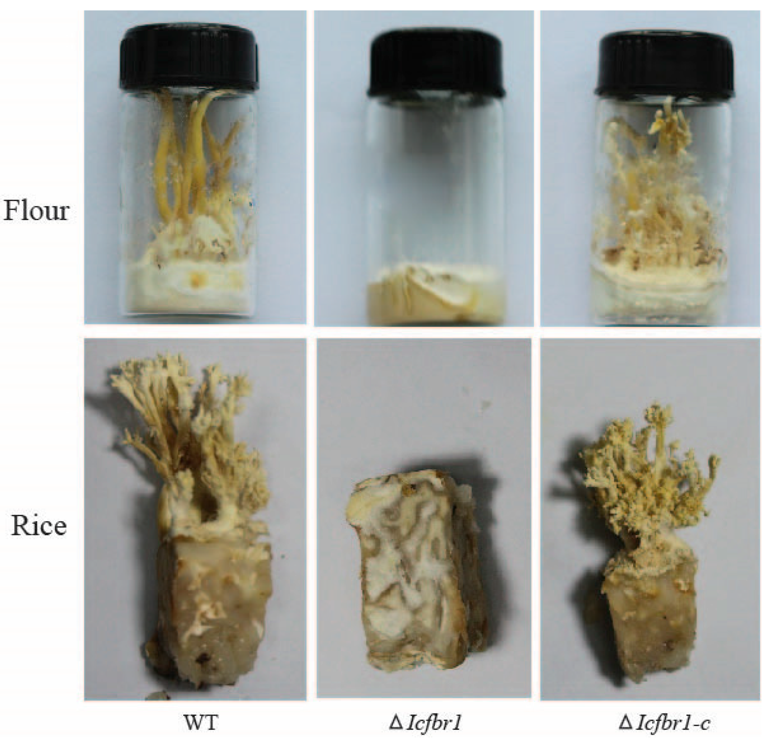 Jof 08 01152 g006 Jof 08 01152 g006