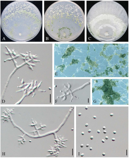 Three New Trichoderma Species in Harzianum Clade Associated