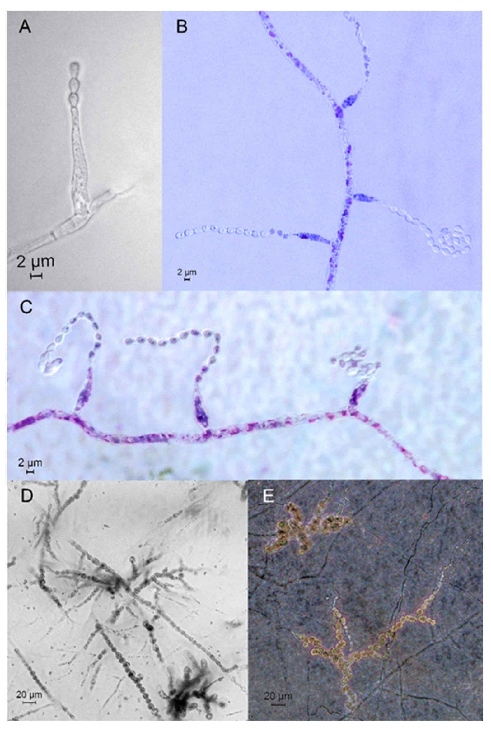 Jof 08 01160 g003 Jof 08 01160 g003