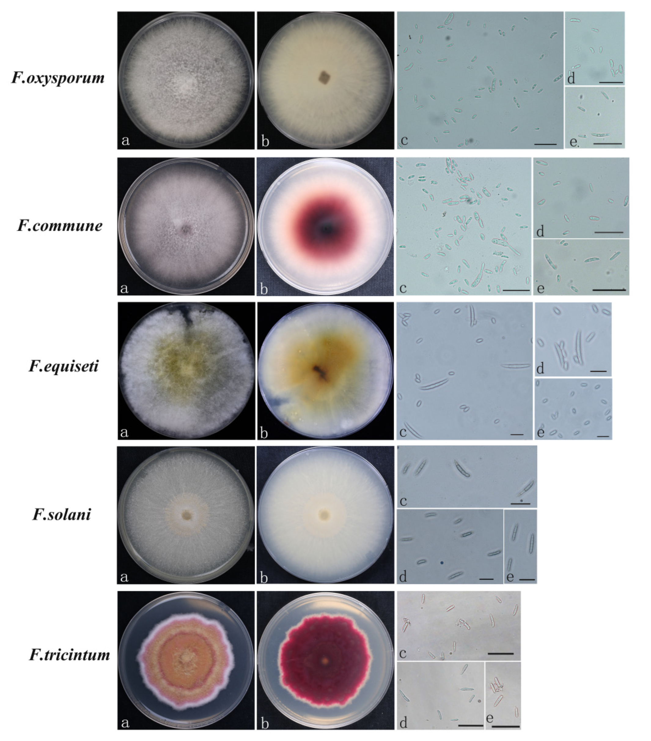 Jof 08 01161 g004 Jof 08 01161 g004