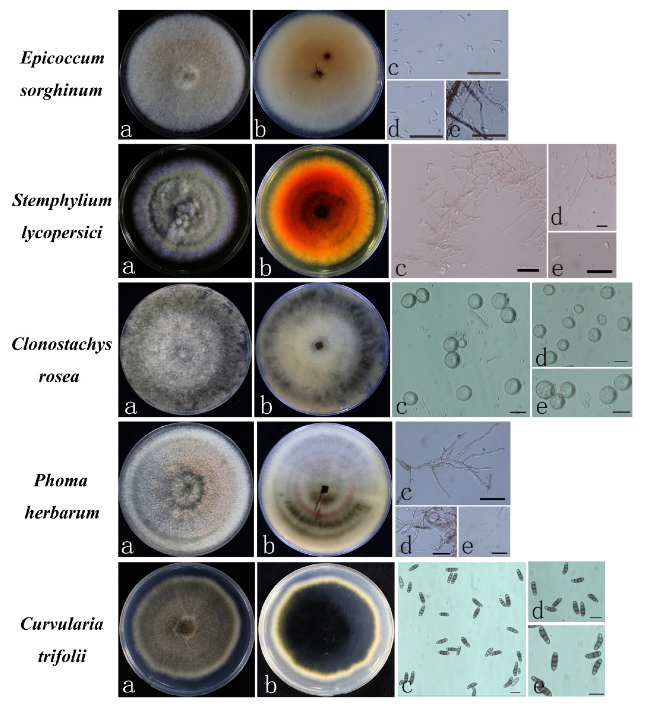 Jof 08 01161 g006 Jof 08 01161 g006