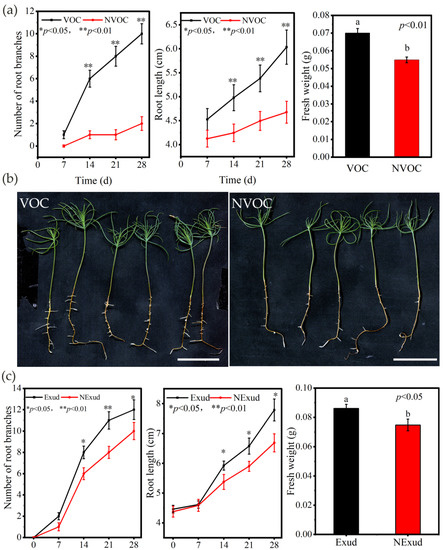 適当な価格 Symbiotic the of Characteristics Transcriptional and Morphological  bovinus Suillus and massoniana Pinus between Interaction その他