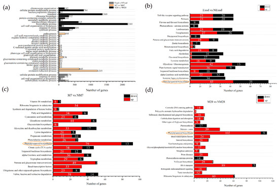 Morphological and Transcriptional Characteristics of the Symbiotic  Interaction between Pinus massoniana and Suillus bovinus