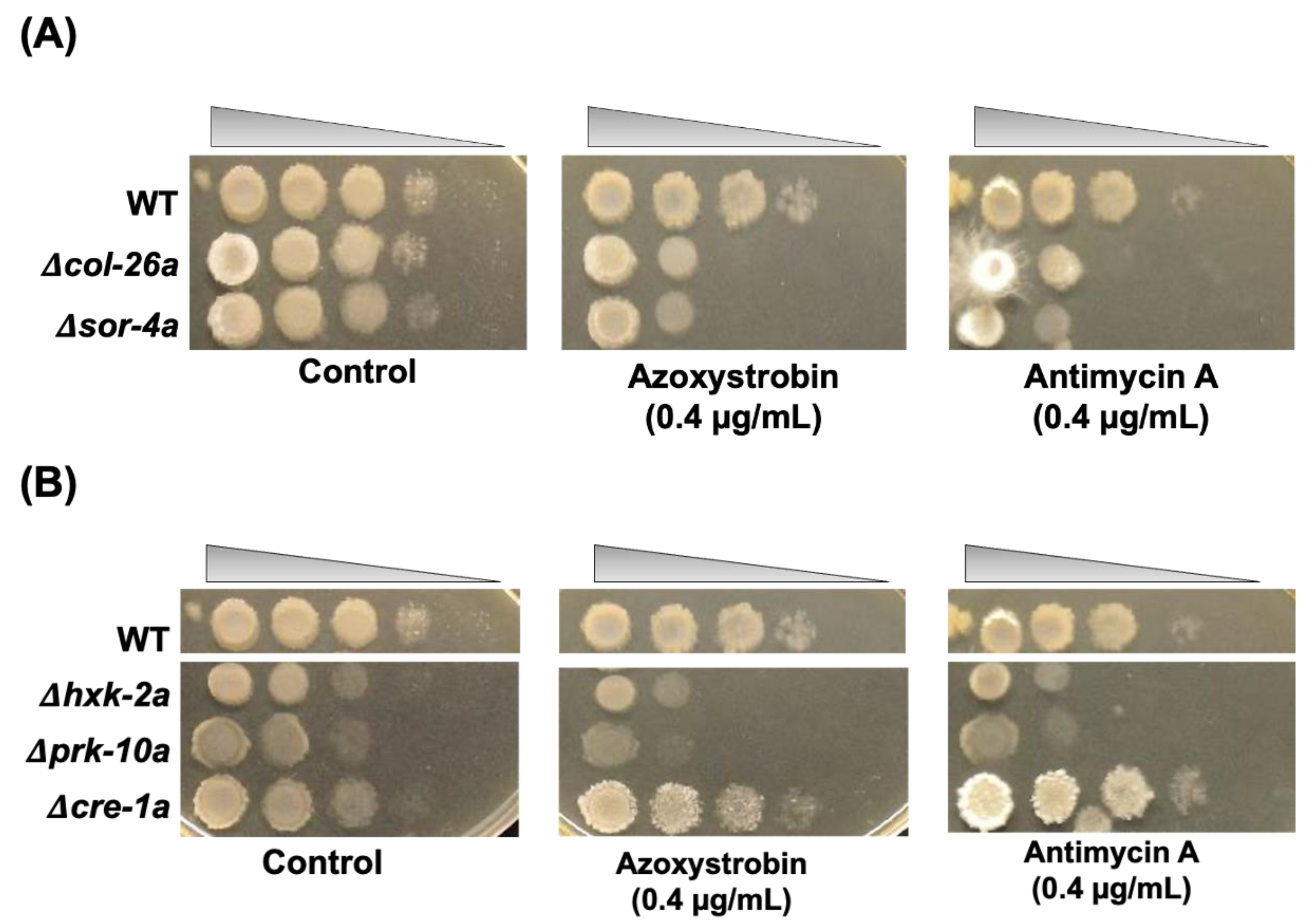 Jof 08 01169 g004 Jof 08 01169 g004