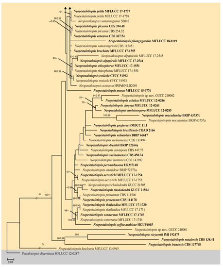 Identification and Pathogenicity of Pestalotiod Fungi
