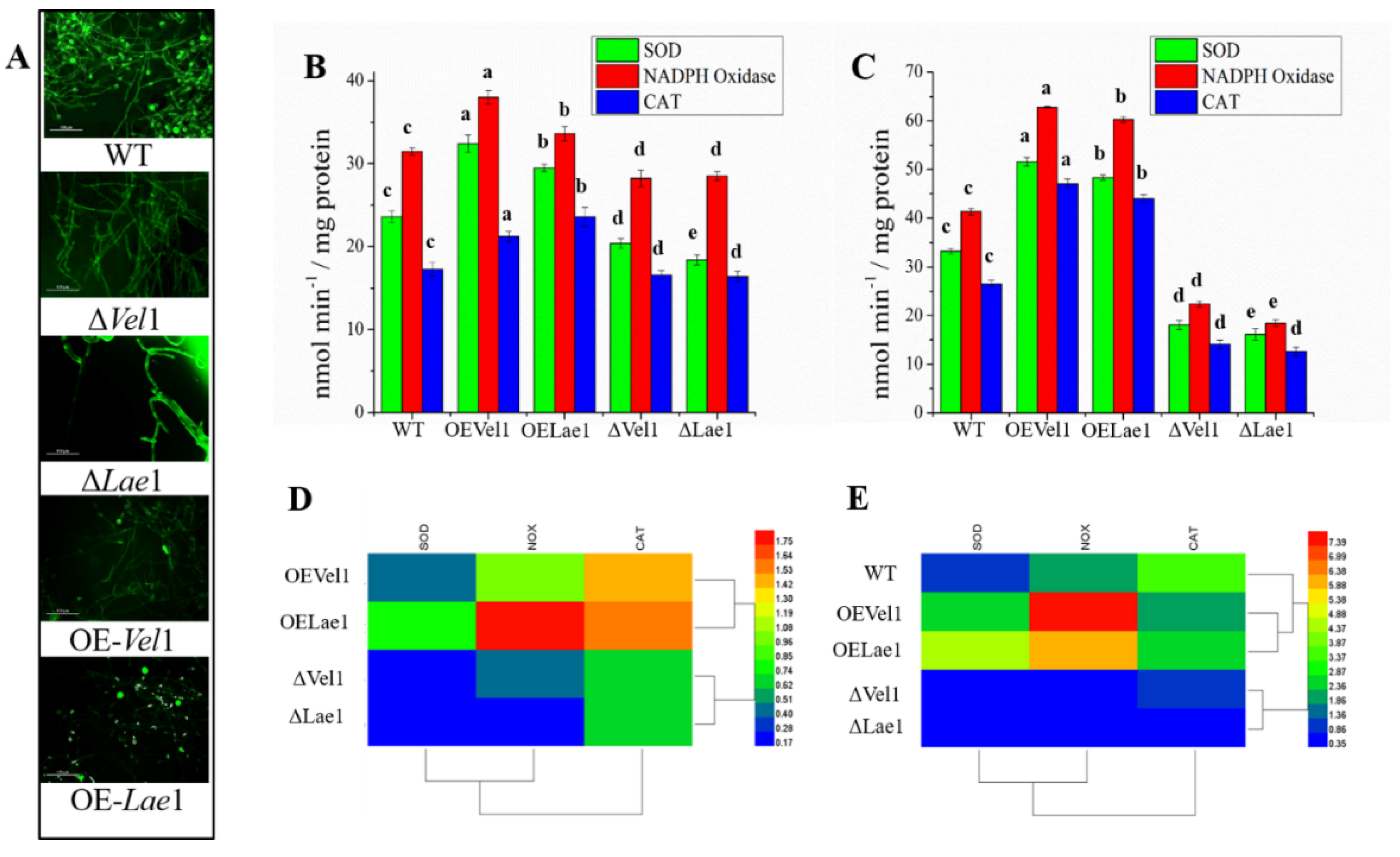 Jof 08 01176 g001 Jof 08 01176 g001
