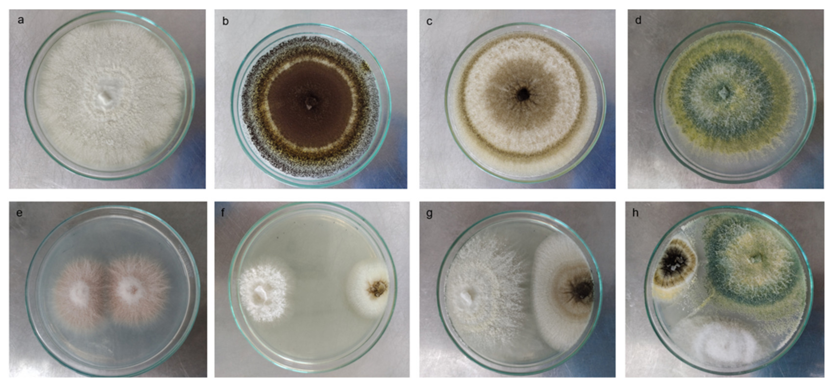 Jof 08 01178 g001 Jof 08 01178 g001