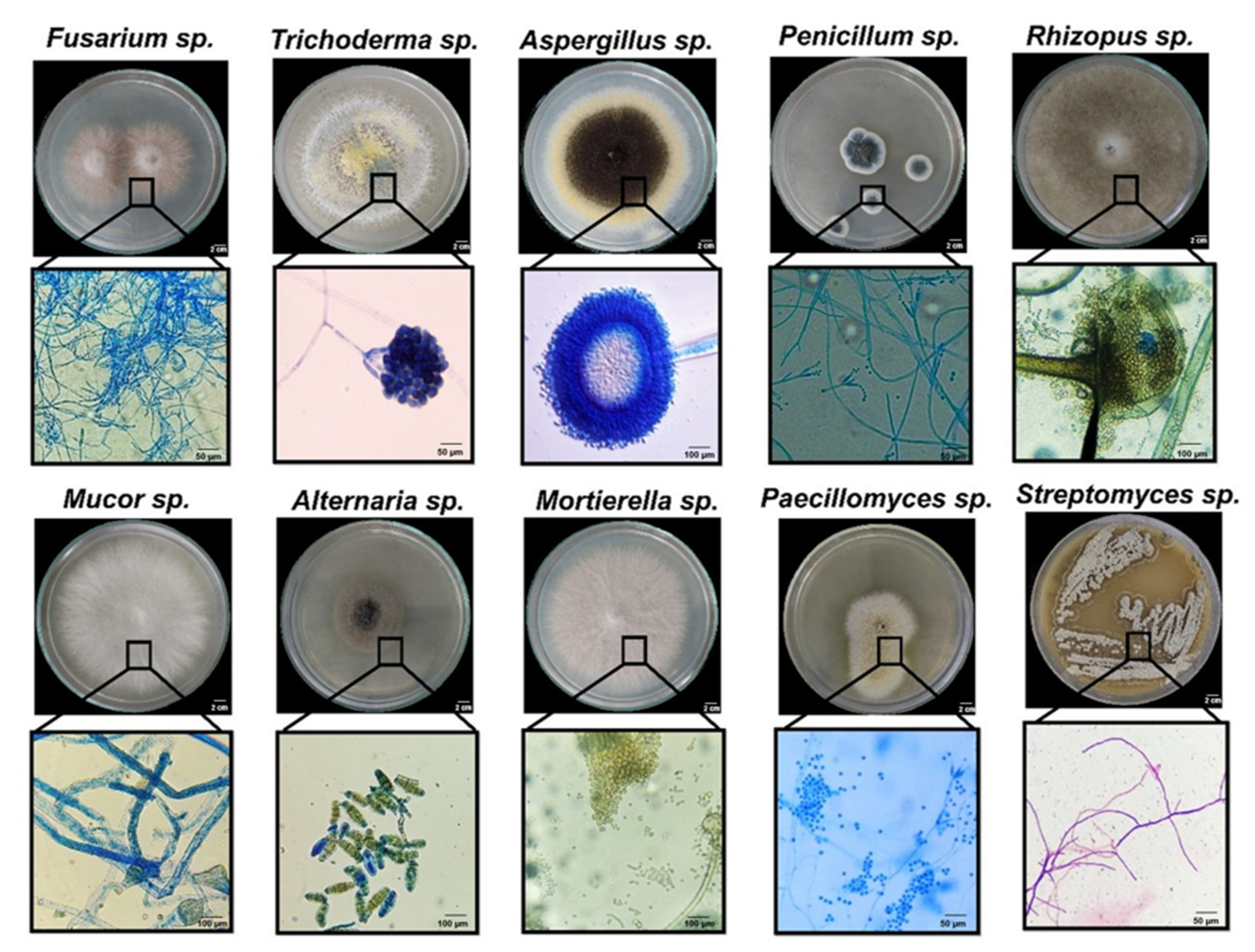 Jof 08 01178 g002 Jof 08 01178 g002