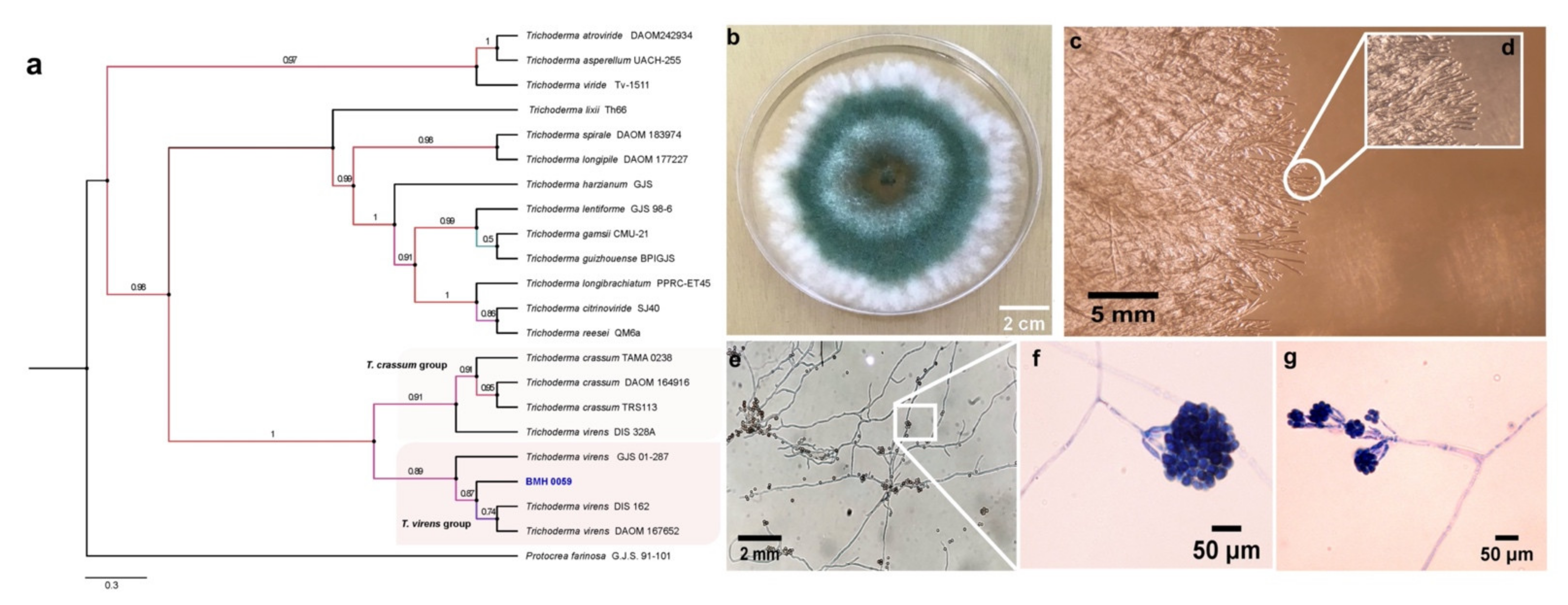Jof 08 01178 g003 Jof 08 01178 g003