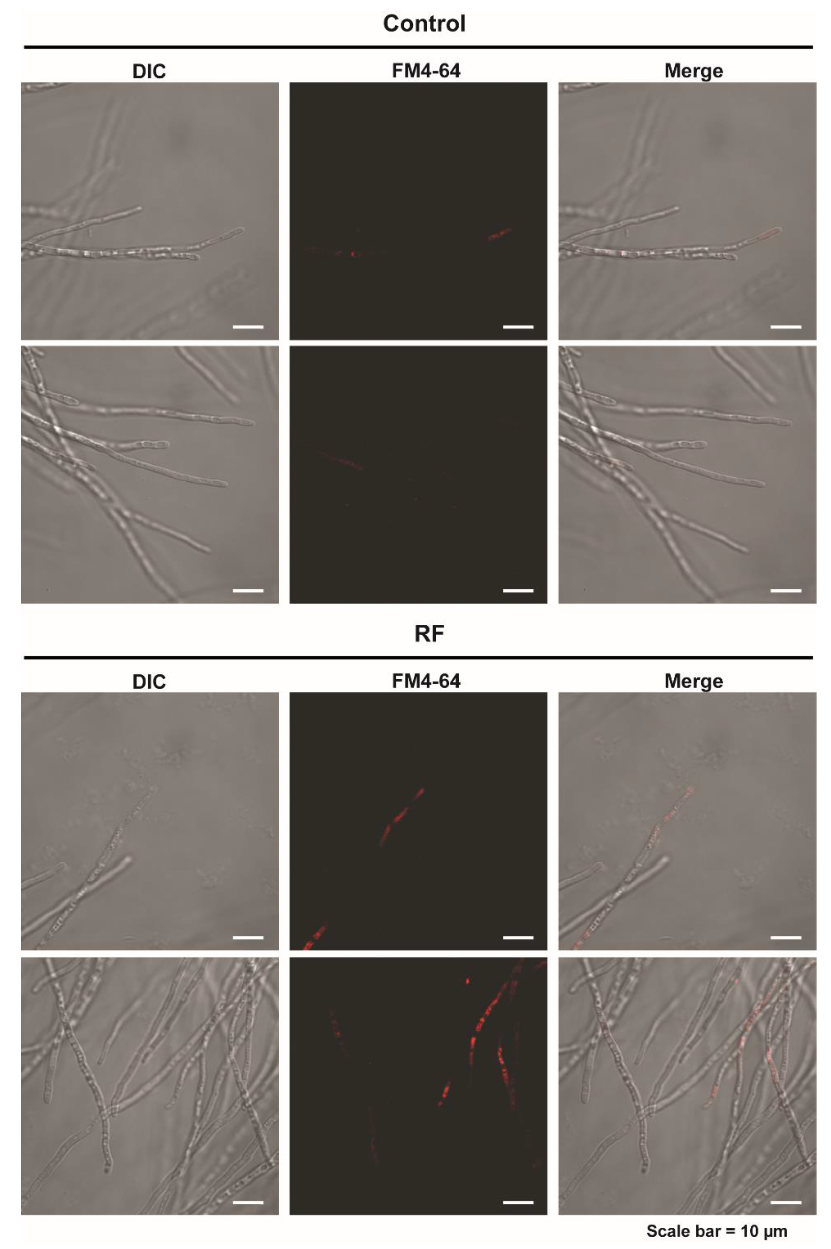 Jof 08 01187 g004 Jof 08 01187 g004
