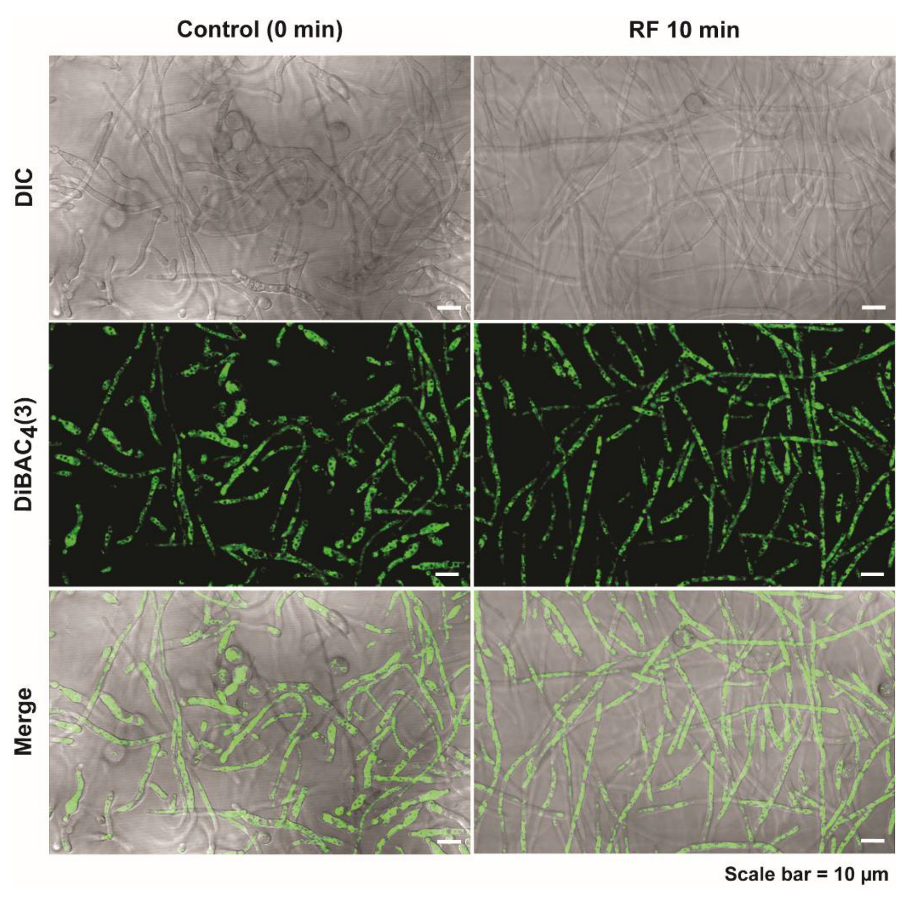 Jof 08 01187 g006 Jof 08 01187 g006