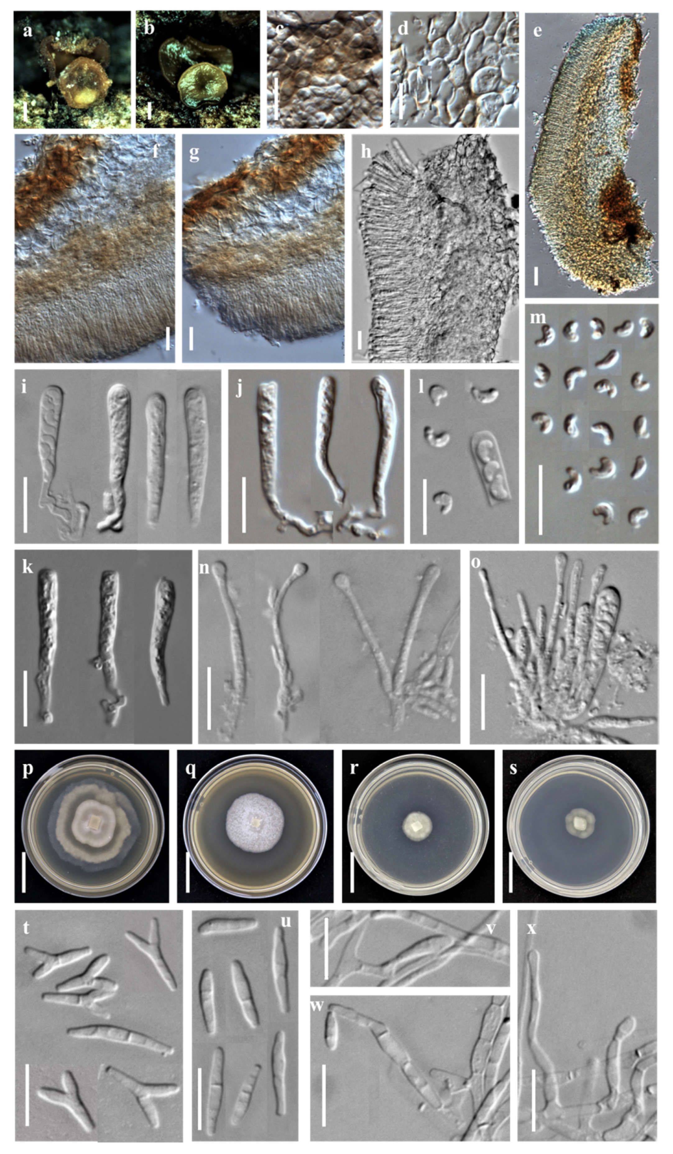 Jof 08 01188 g001 Jof 08 01188 g001