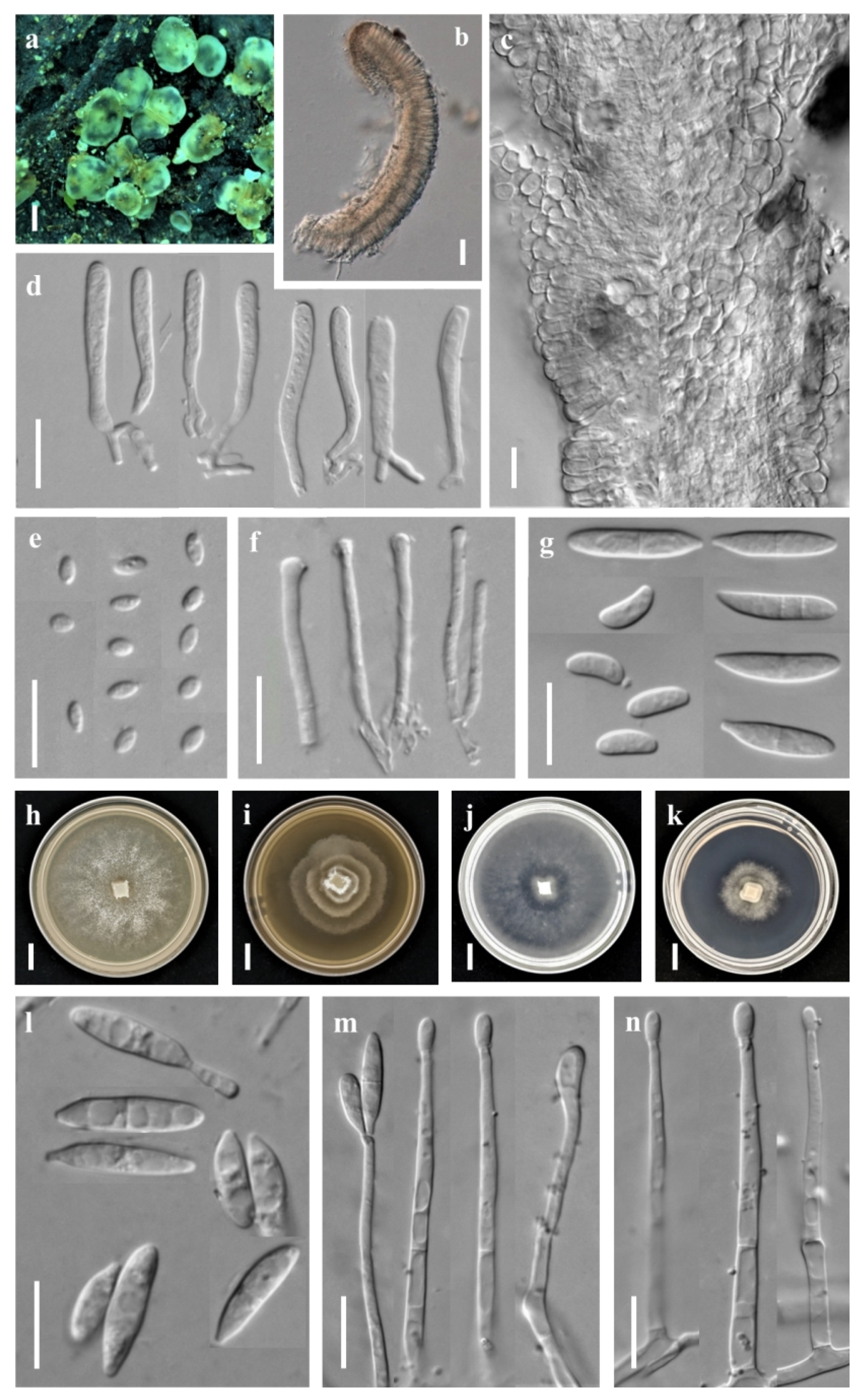 Jof 08 01188 g002 Jof 08 01188 g002