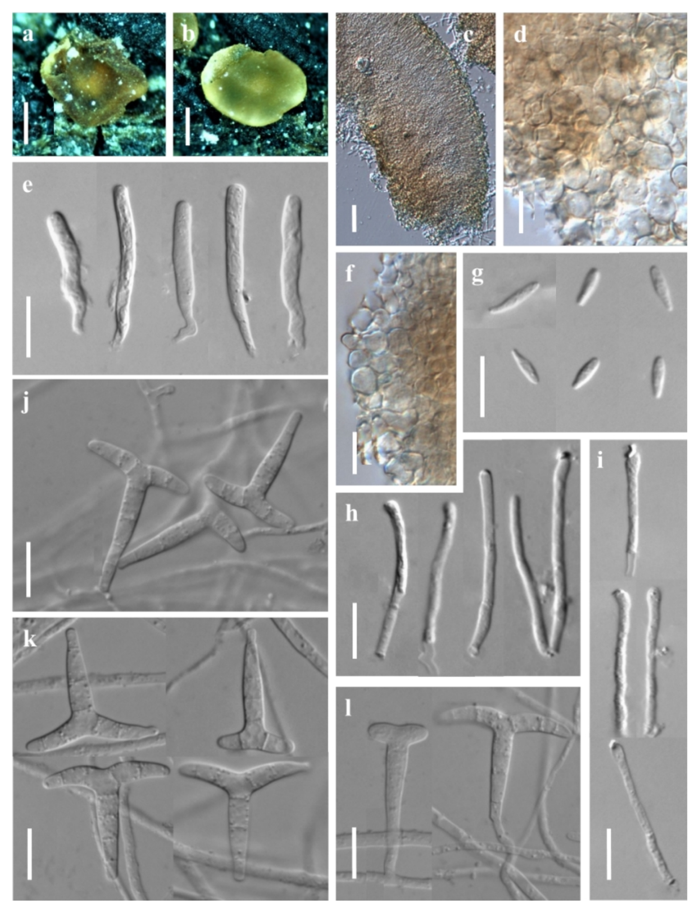 Jof 08 01188 g003 Jof 08 01188 g003