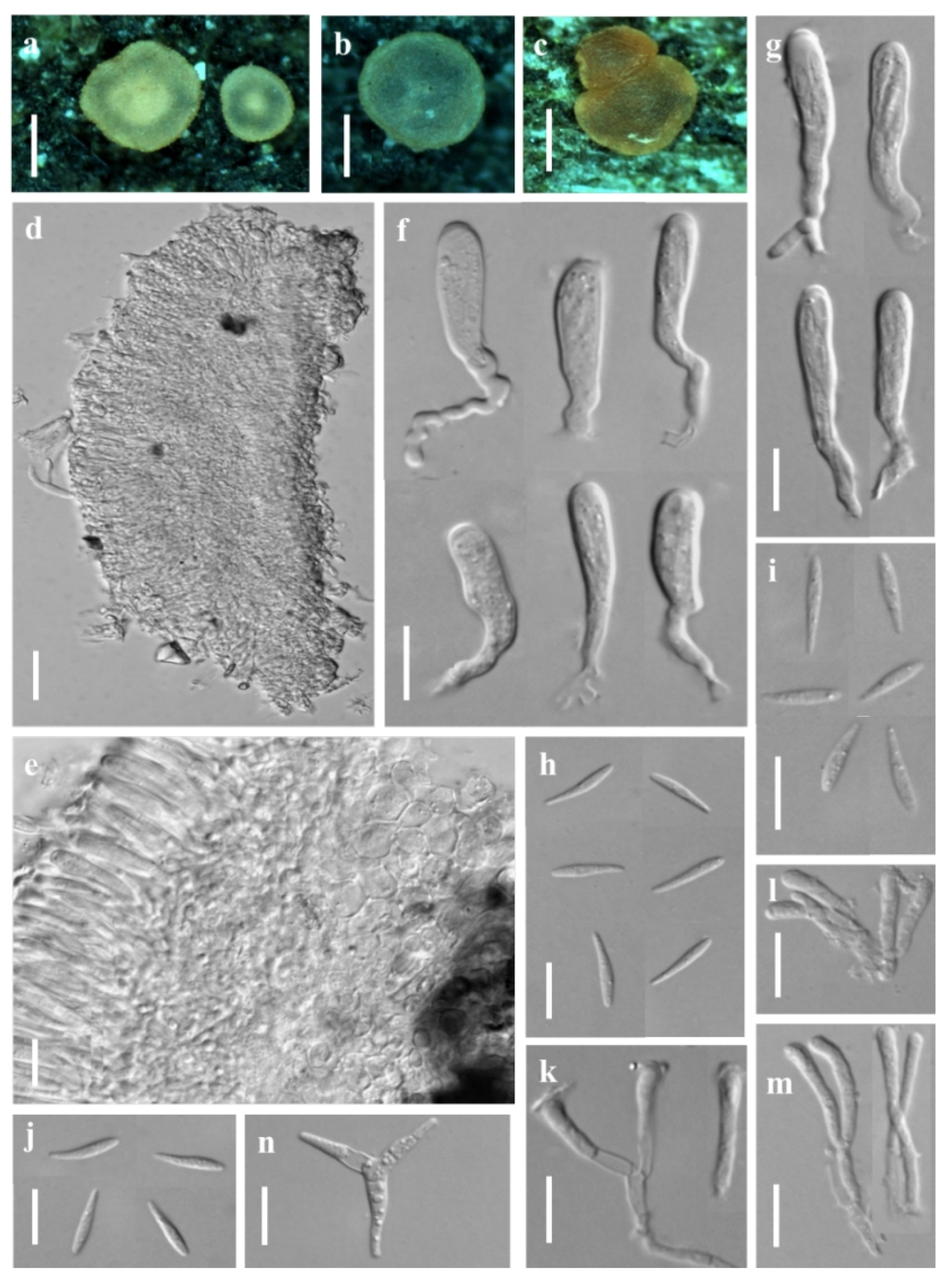 Jof 08 01188 g006 Jof 08 01188 g006