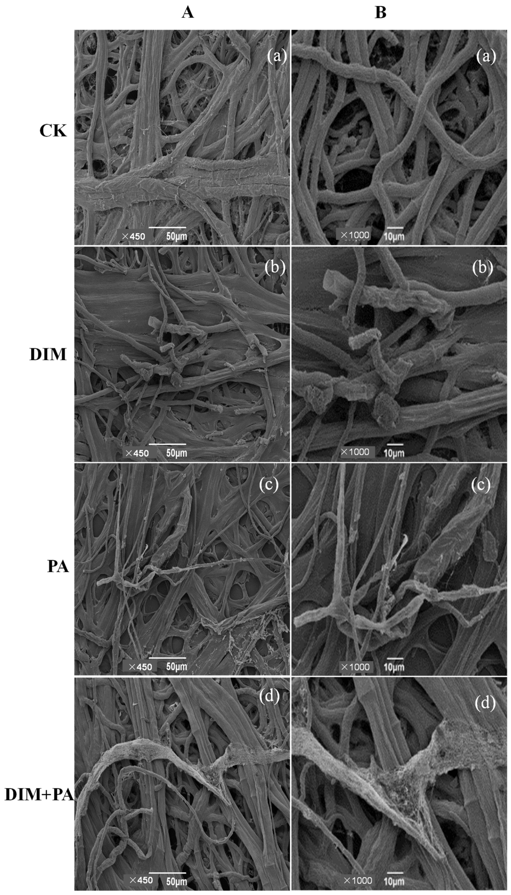 Jof 08 01193 g004 Jof 08 01193 g004