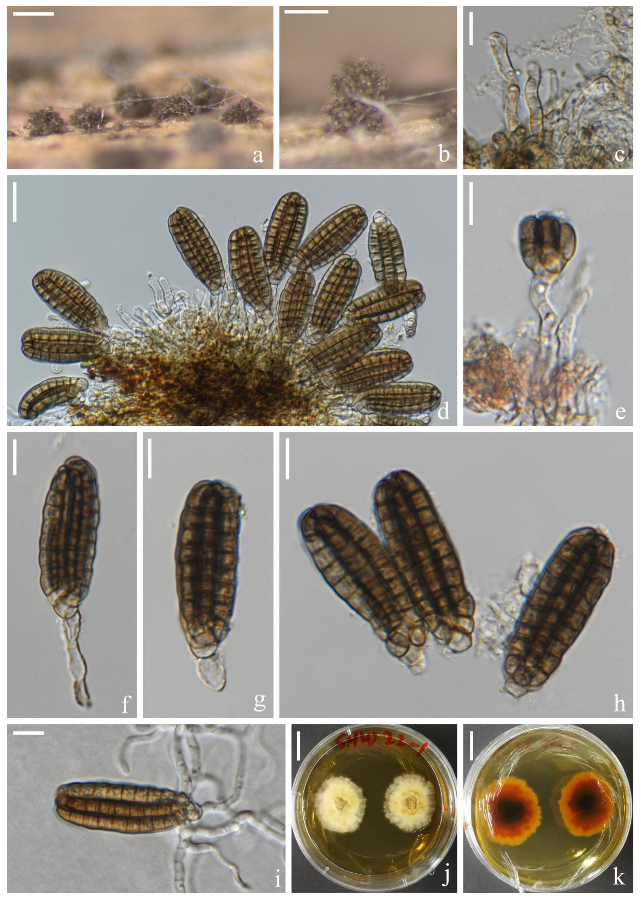 Jof 08 01200 g002 Jof 08 01200 g002