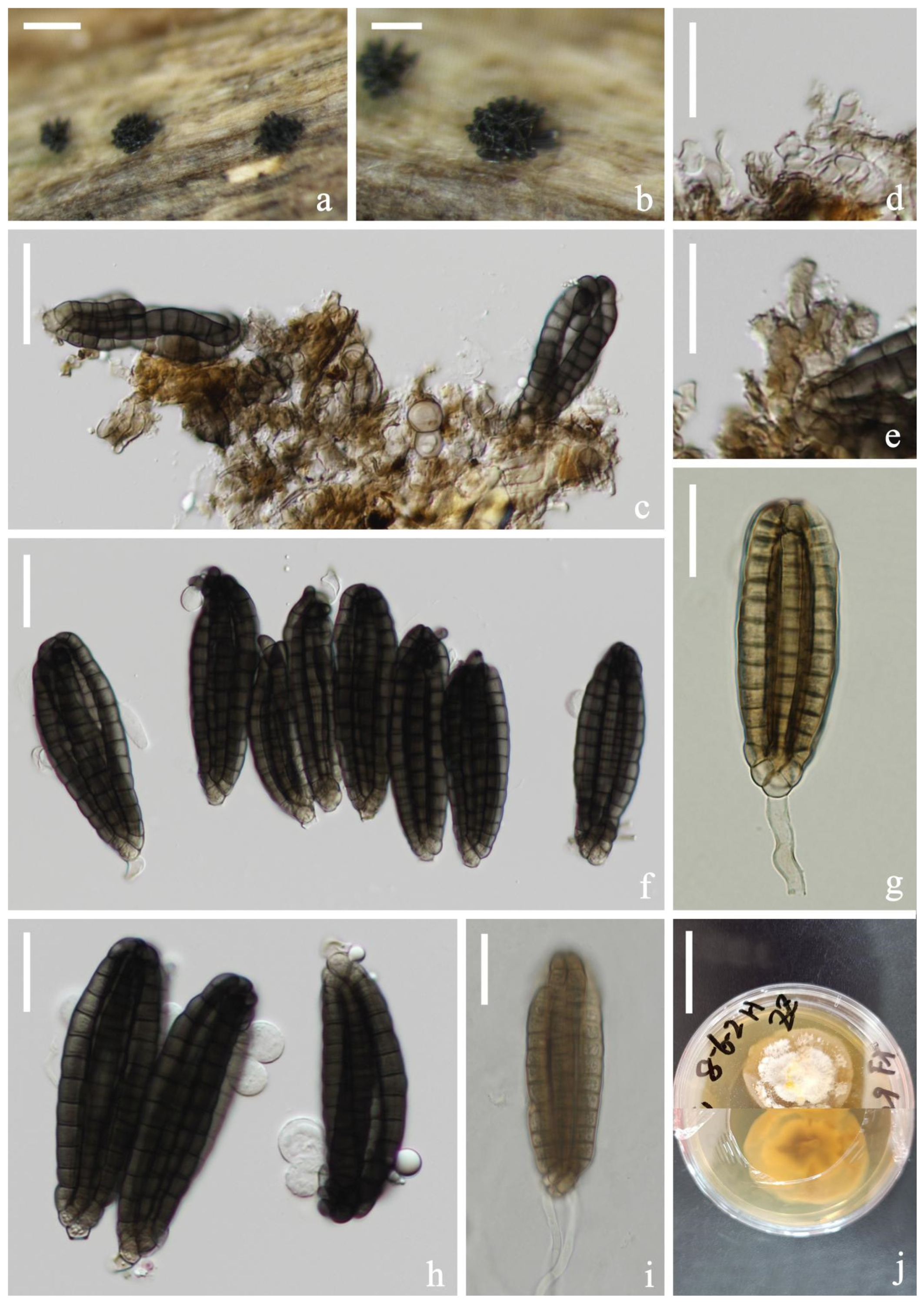 Jof 08 01200 g003 Jof 08 01200 g003