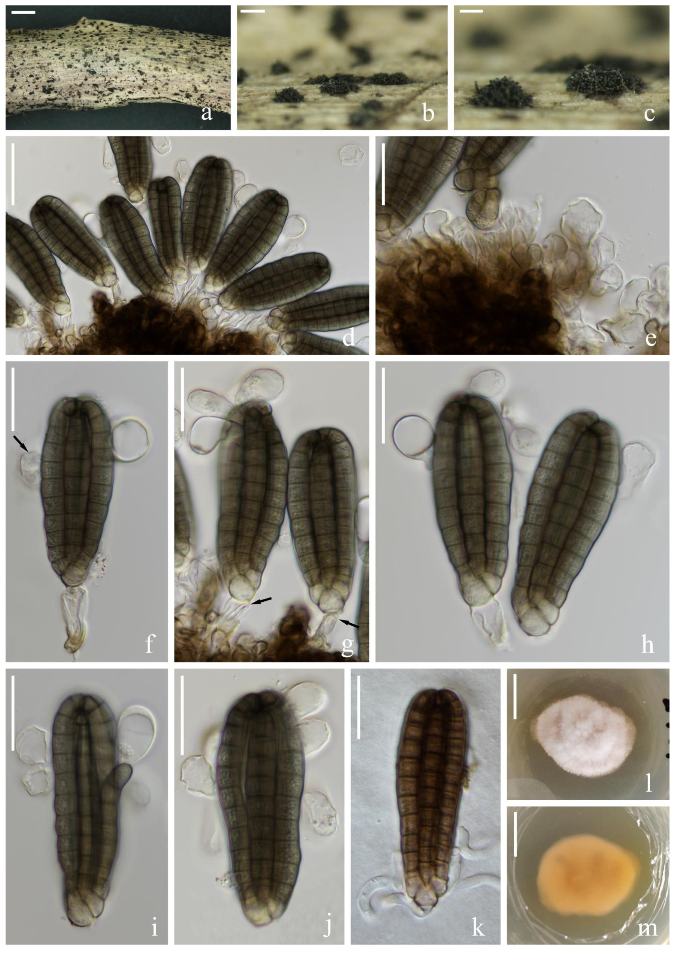 Jof 08 01200 g004 Jof 08 01200 g004