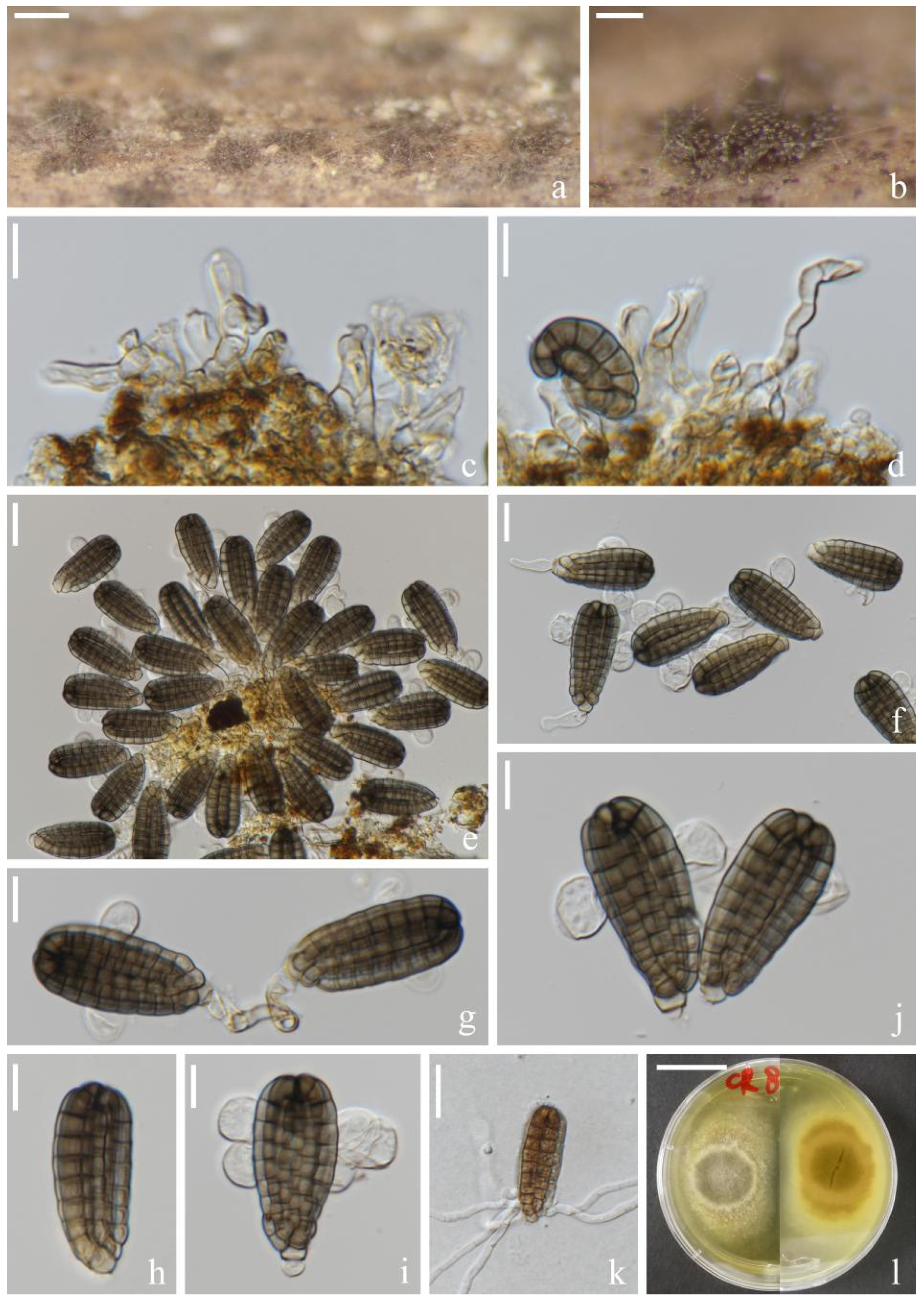 Jof 08 01200 g006 Jof 08 01200 g006