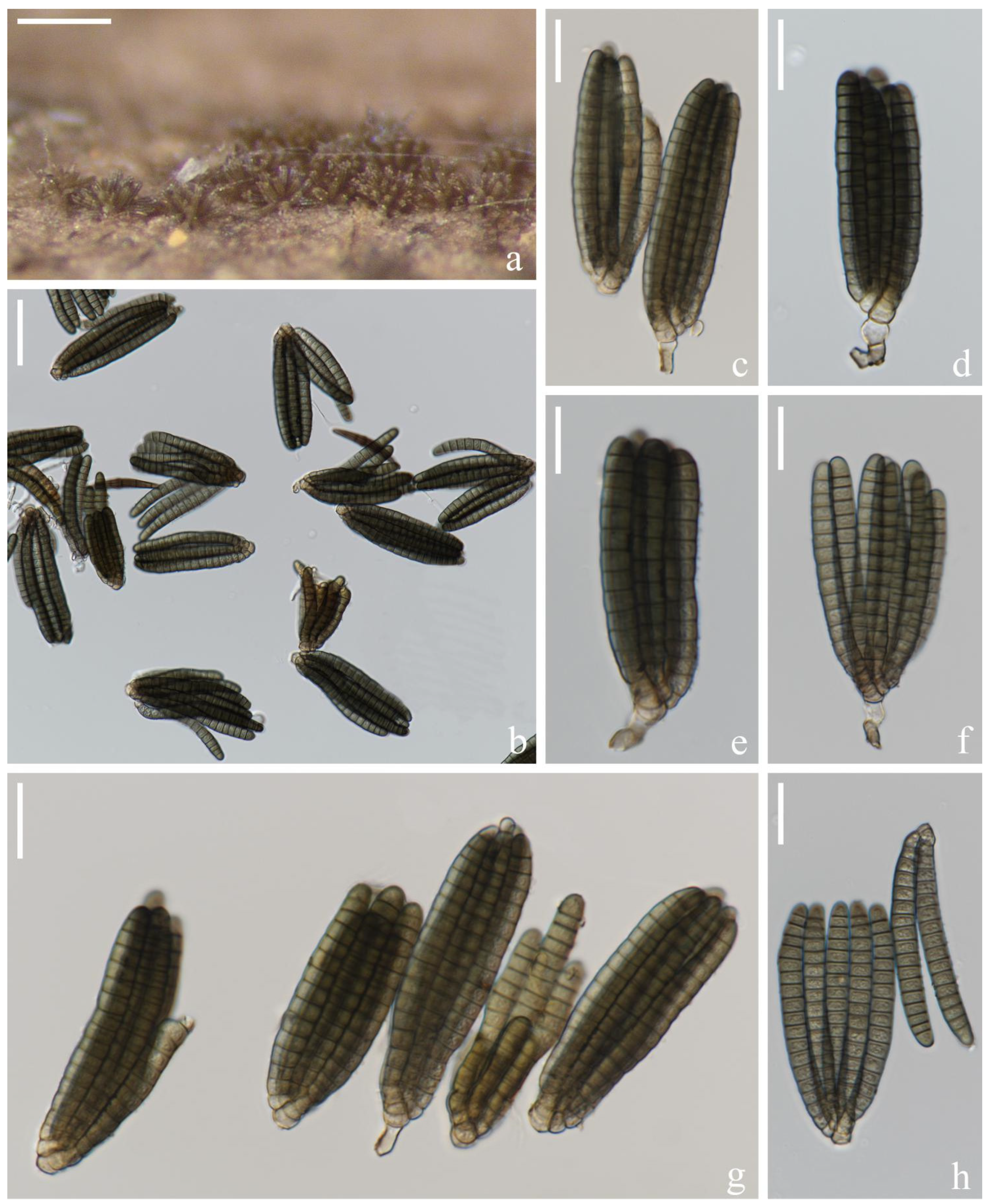 Jof 08 01200 g007 Jof 08 01200 g007