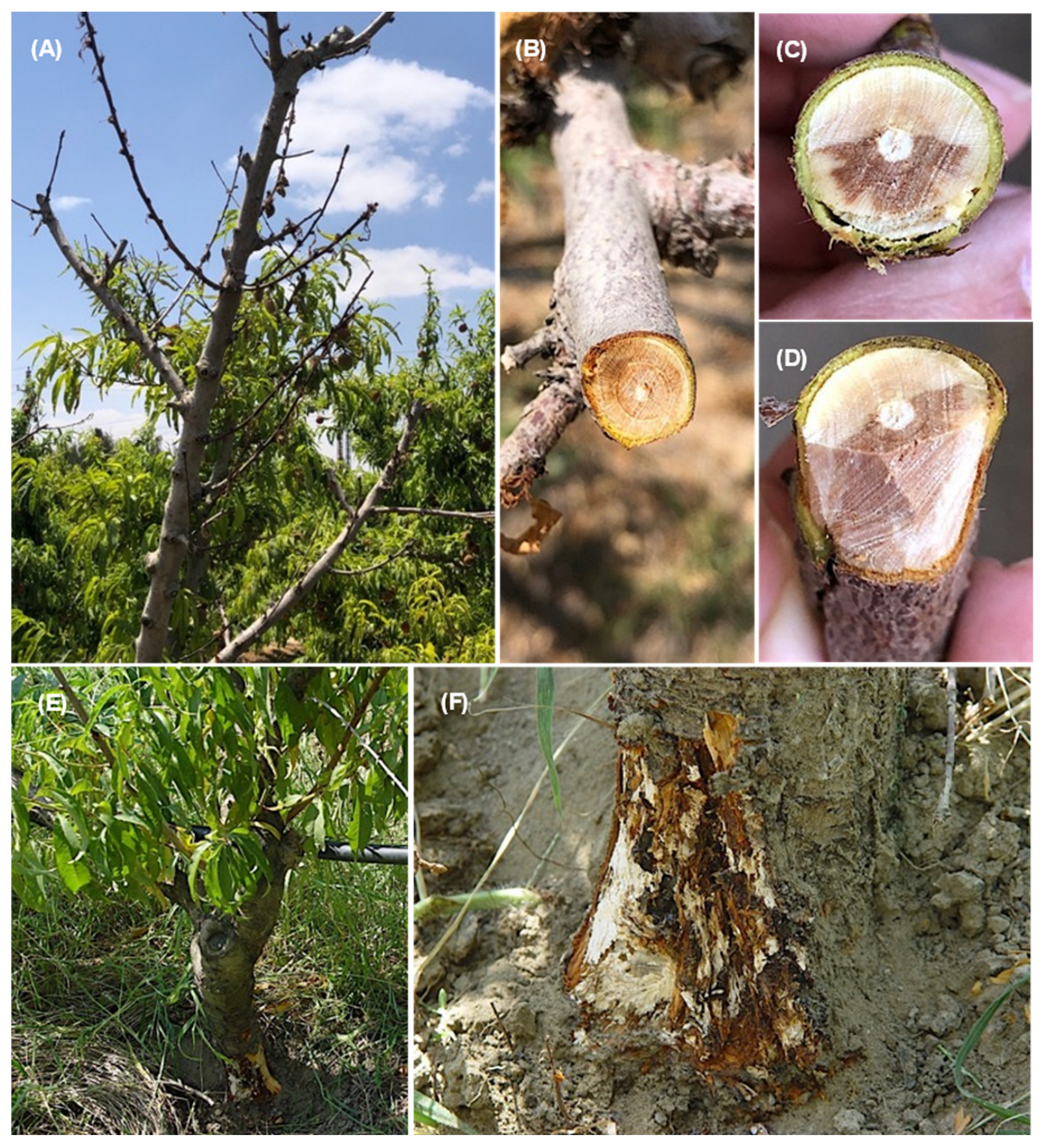 Jof 08 01203 g002 Jof 08 01203 g002