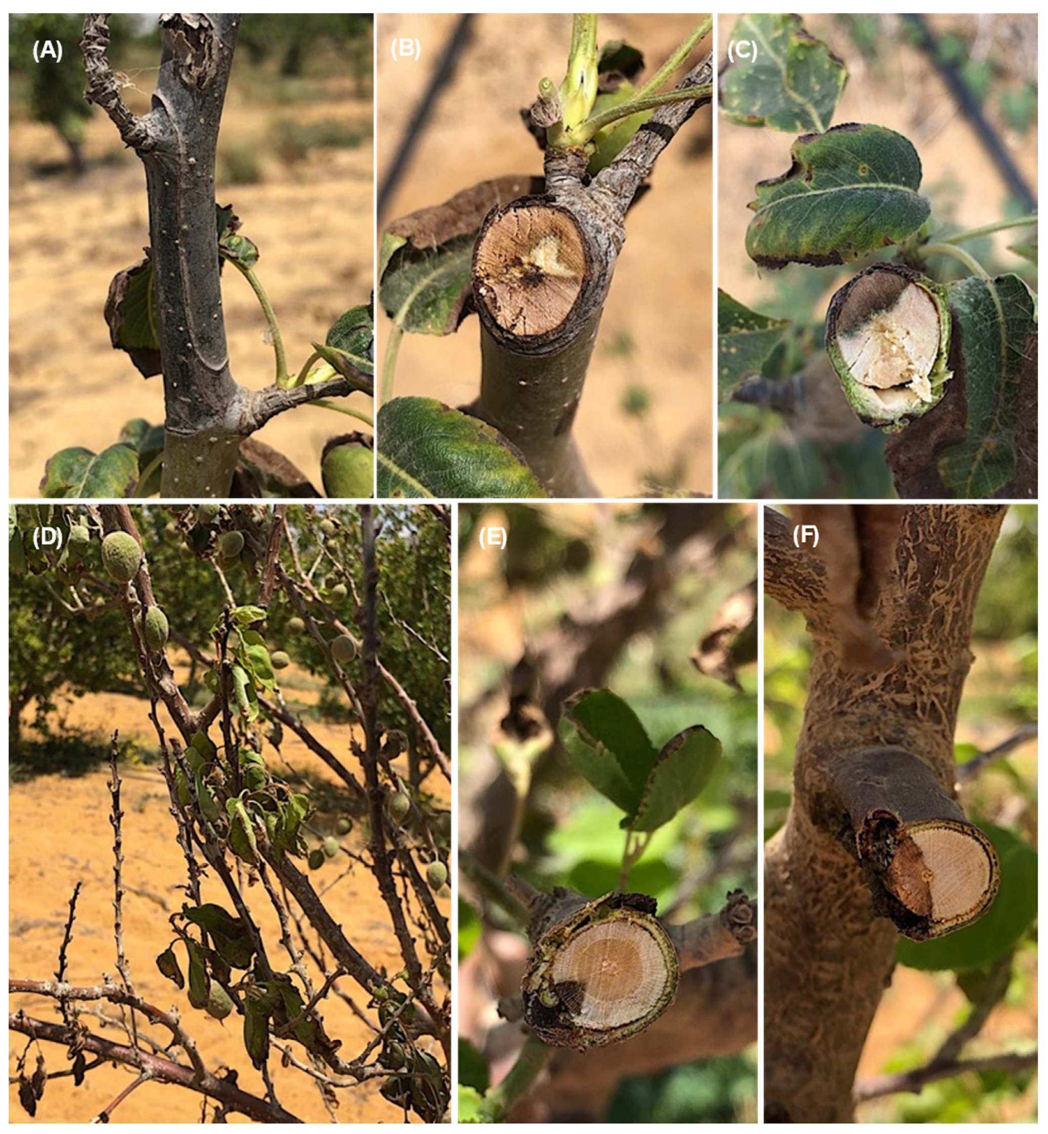 Jof 08 01203 g003 Jof 08 01203 g003