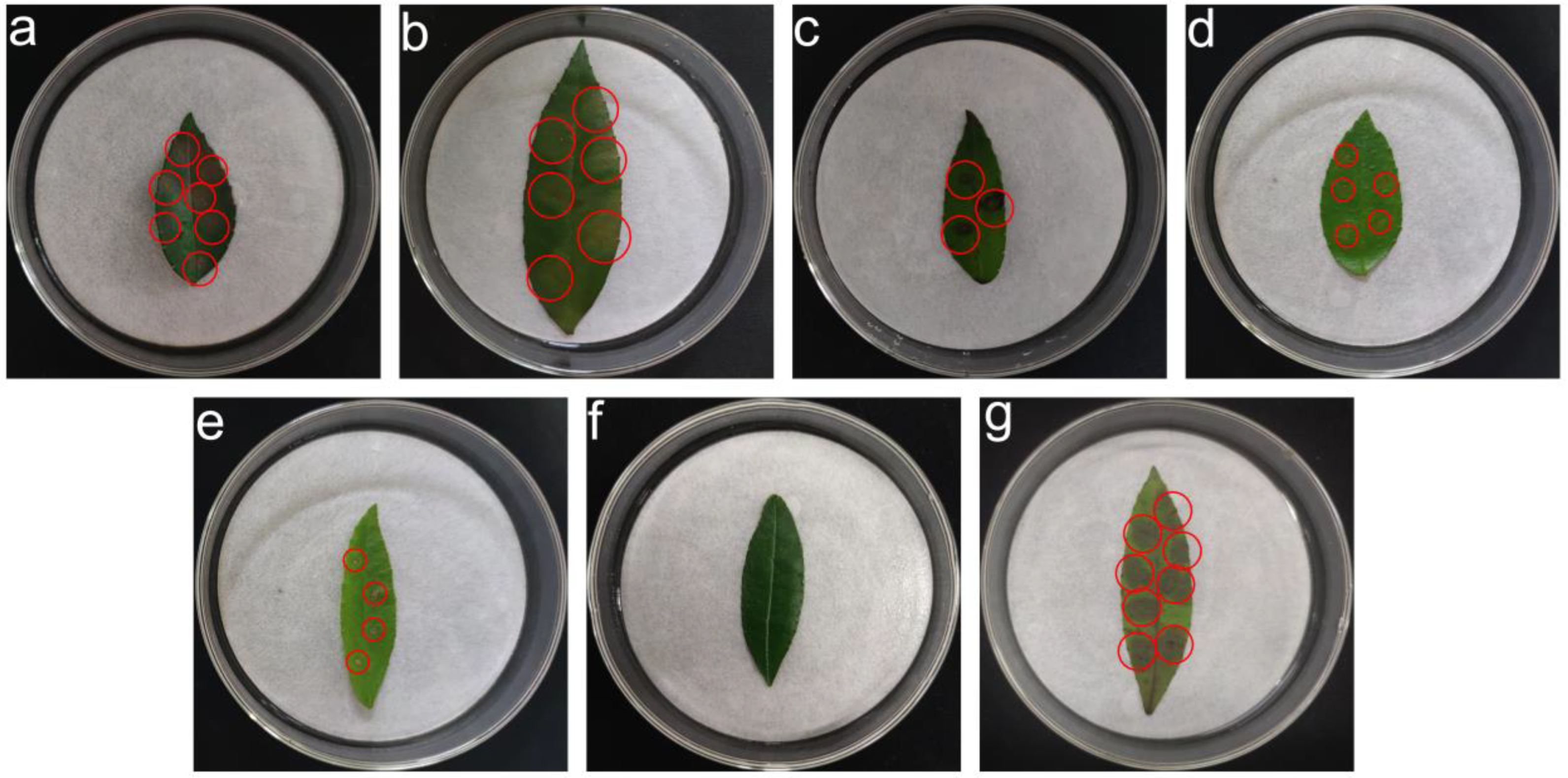 Jof 08 01208 g010 Jof 08 01208 g010