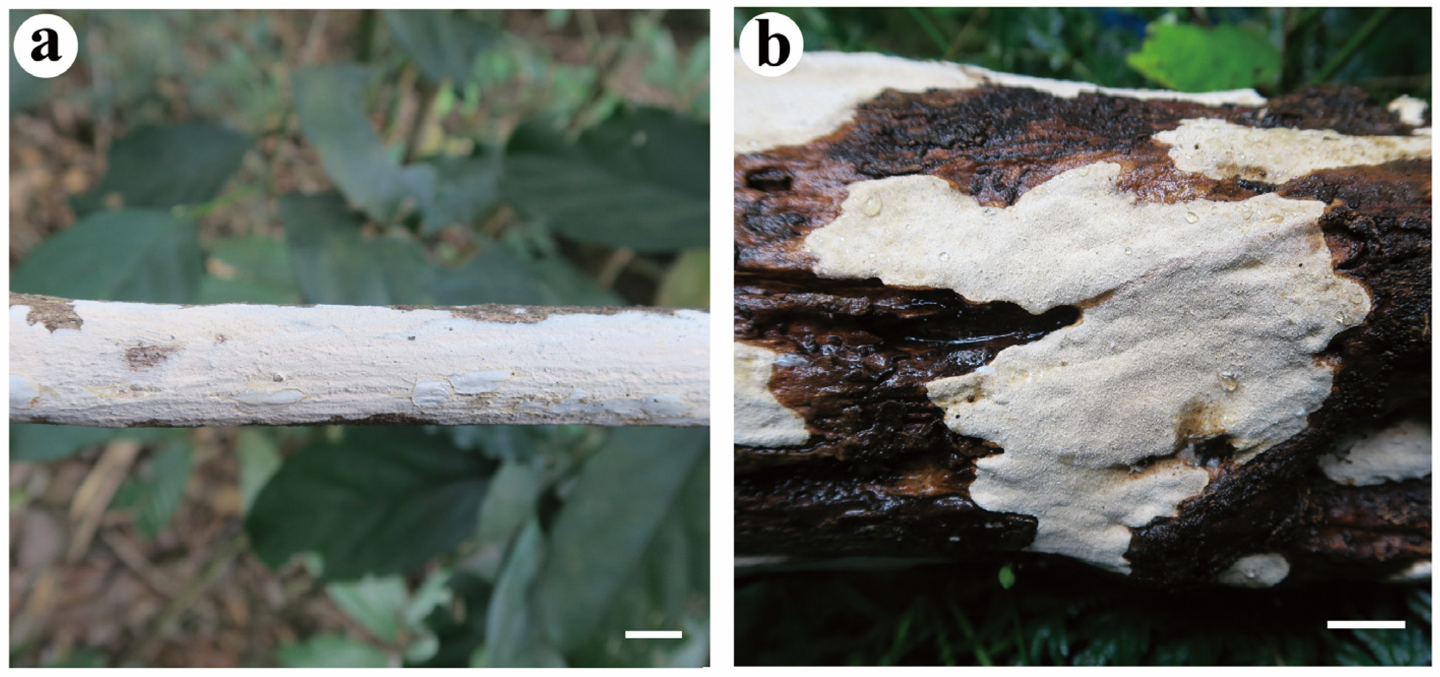 Jof 08 01229 g004a Jof 08 01229 g004a