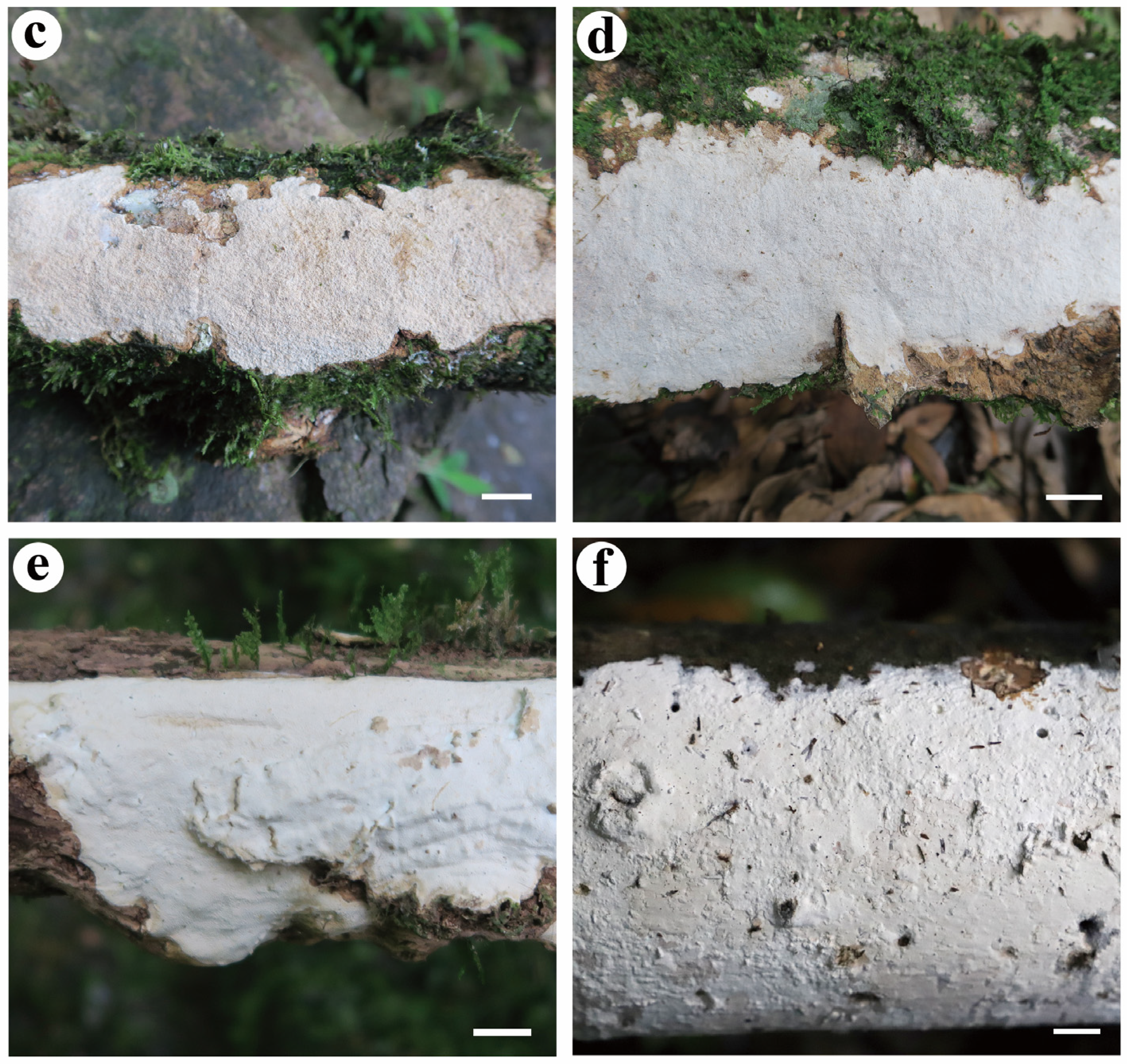 Jof 08 01229 g004b Jof 08 01229 g004b