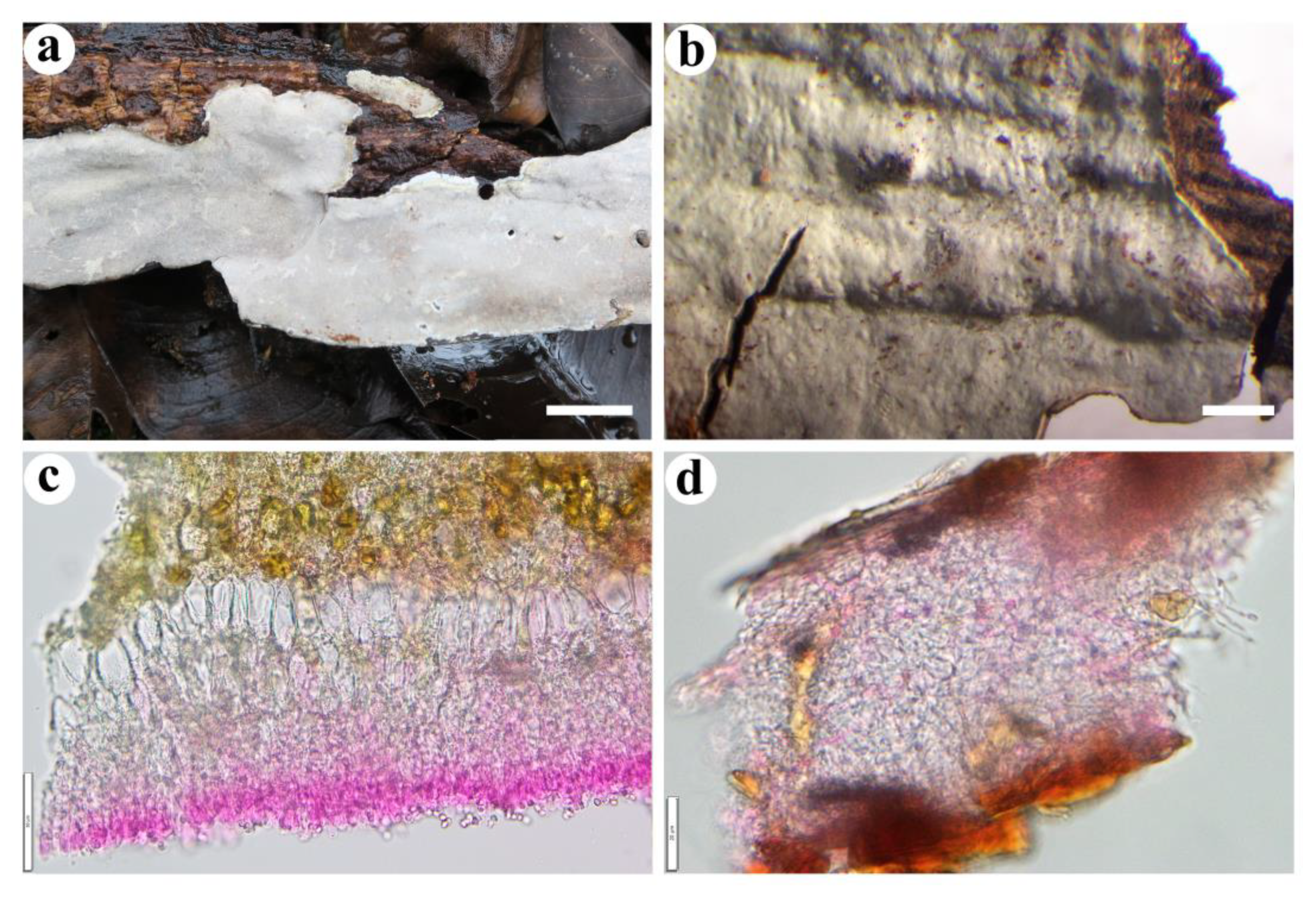 Jof 08 01229 g005 Jof 08 01229 g005