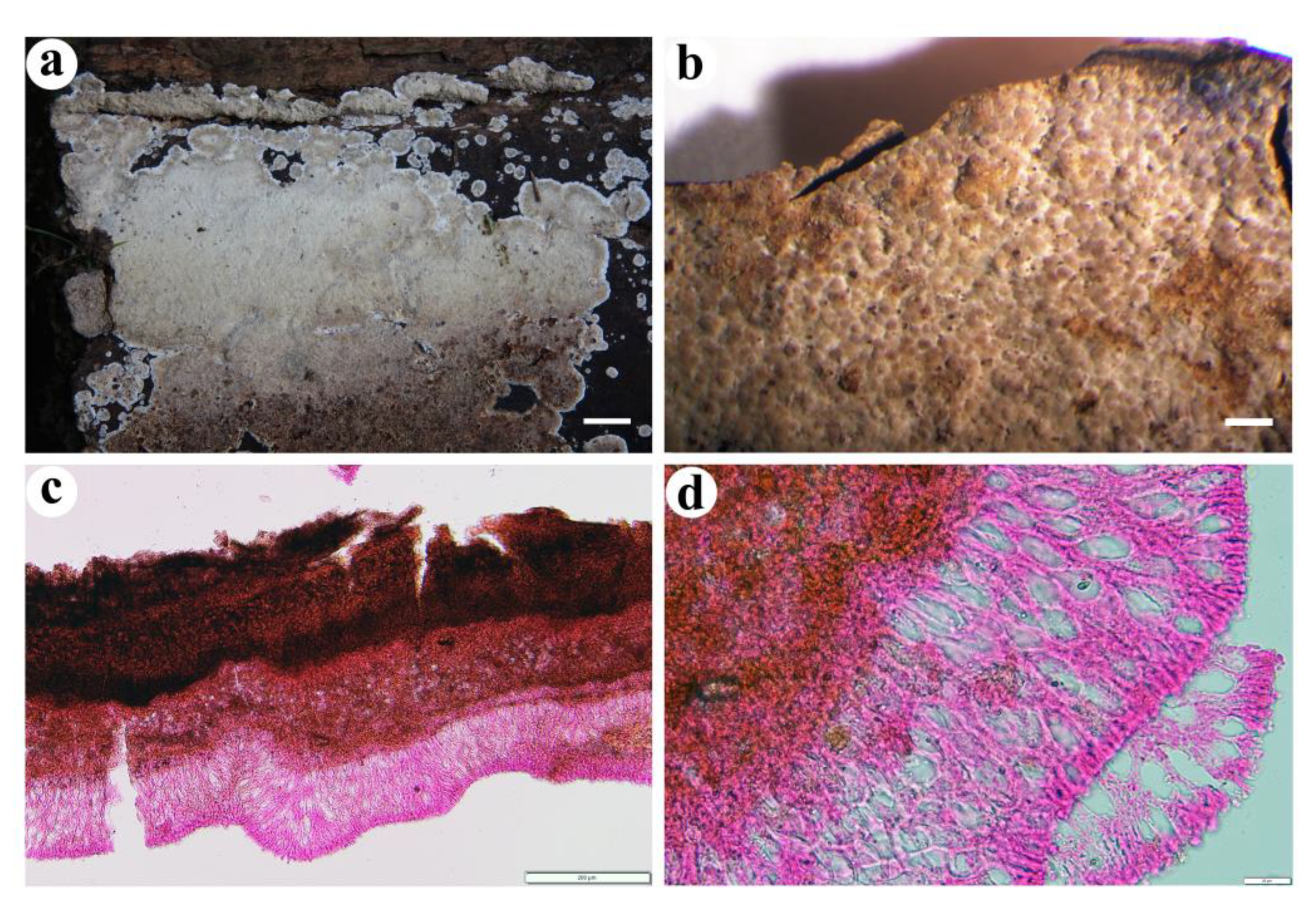 Jof 08 01229 g007 Jof 08 01229 g007