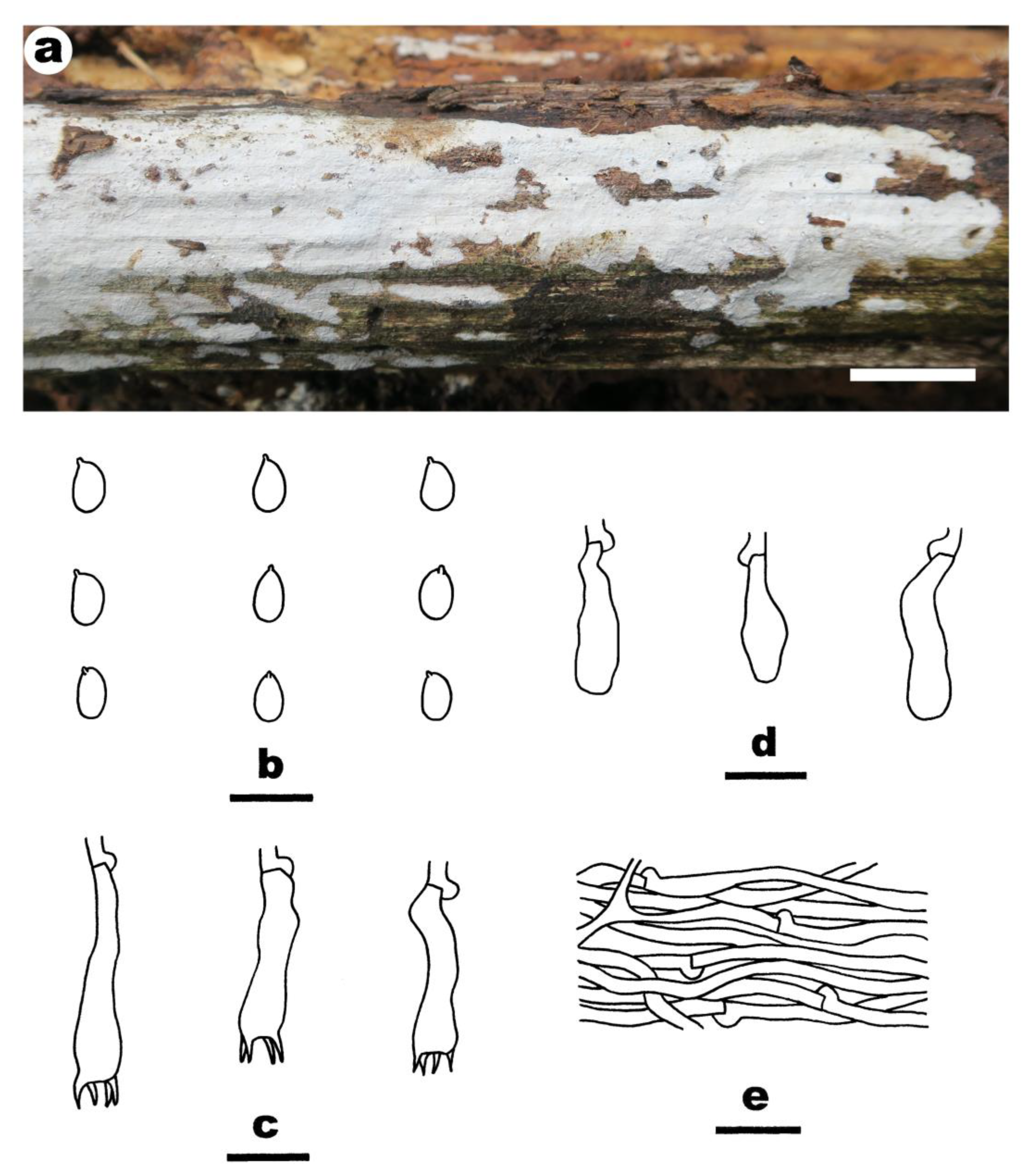 Jof 08 01229 g009 Jof 08 01229 g009